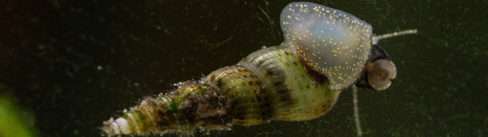 Topick Aquarium - Red Ramshorn Snail