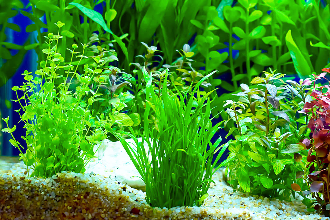 Aquatic Plant Care: Adding Greenery To Your Fish Tank