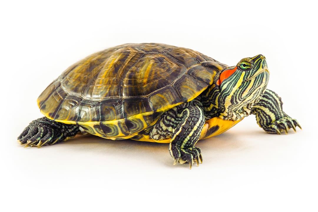 Aquatic Turtle Care Sheet: Food, Tank Size, Compatibility | Petco