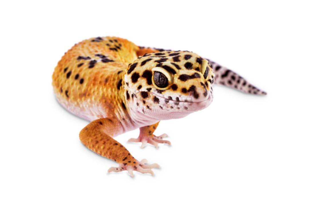 Chinese Cave Gecko (Goniurosaurus hainanensis)