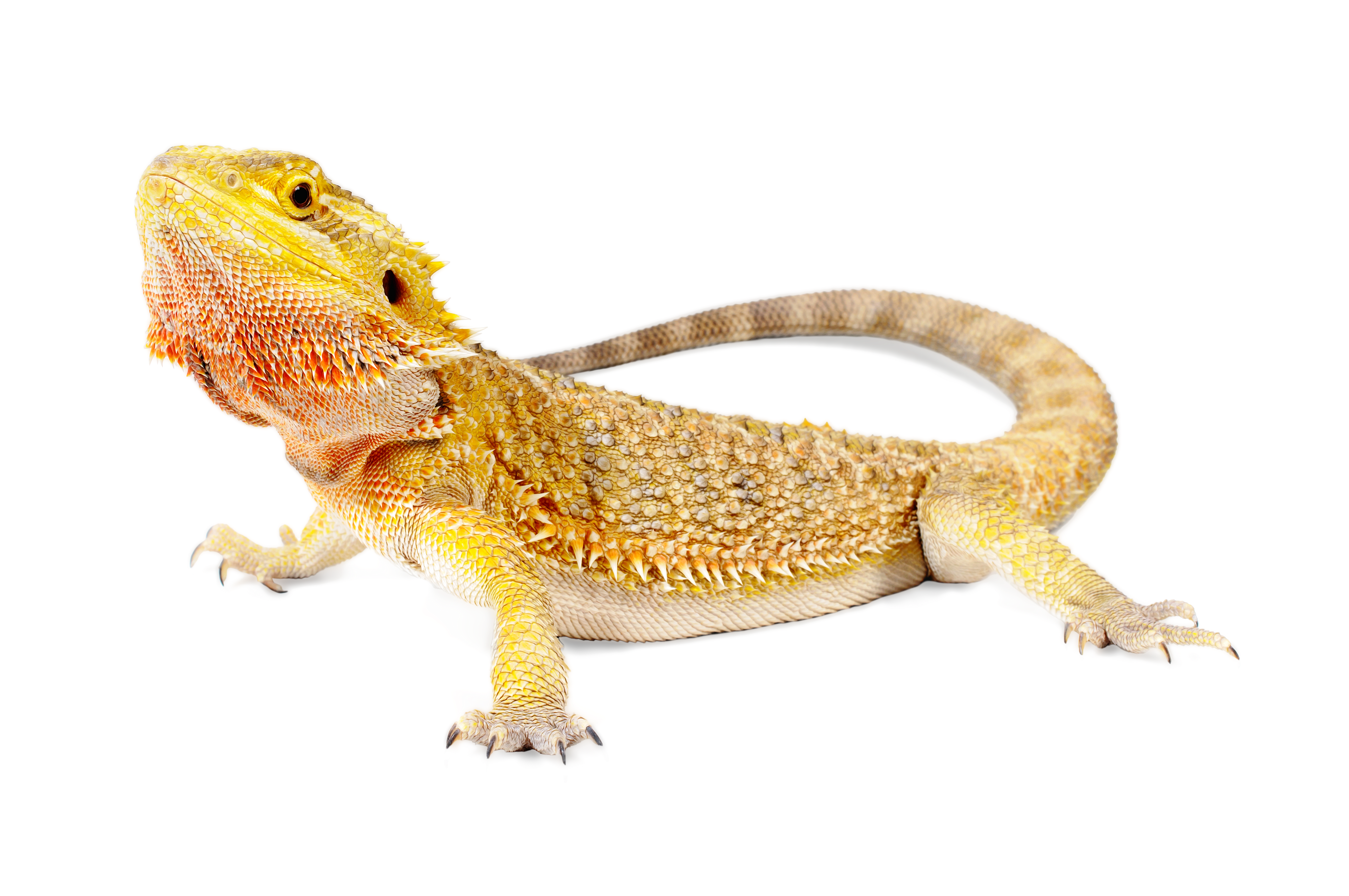 Arid Lizard Care Sheet: Food, Habitat & Health