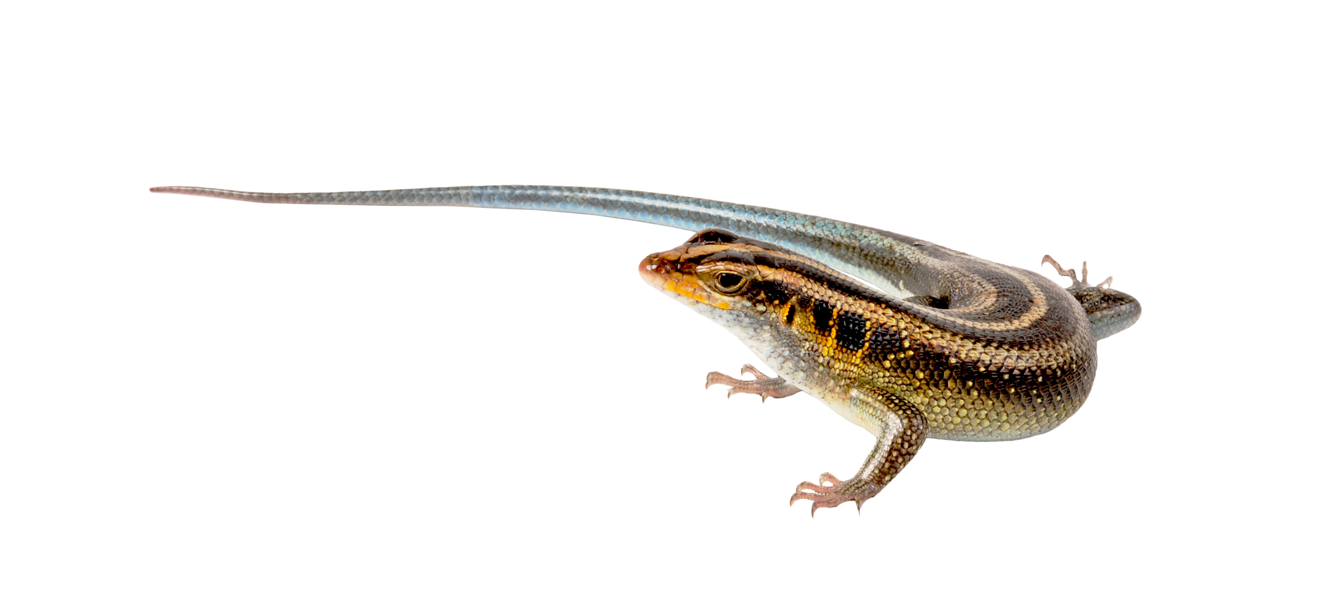 Arid Skink