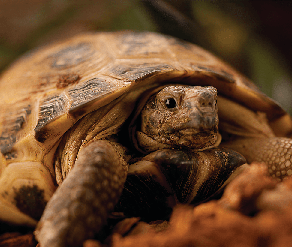 petco tortoise food