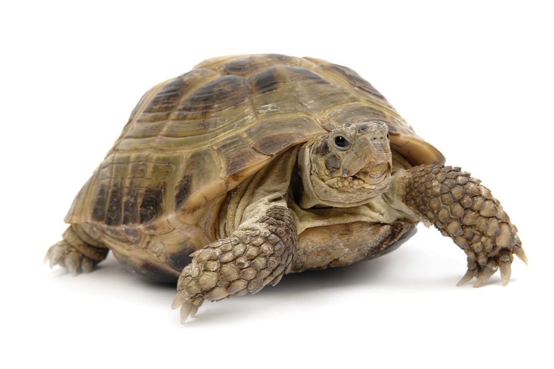 Russian Tortoise Care Sheet: Food, Tank Size, Compatibility | Petco