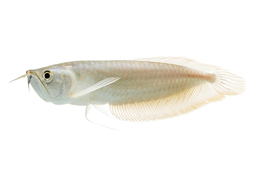 Albino silver arowana care sale