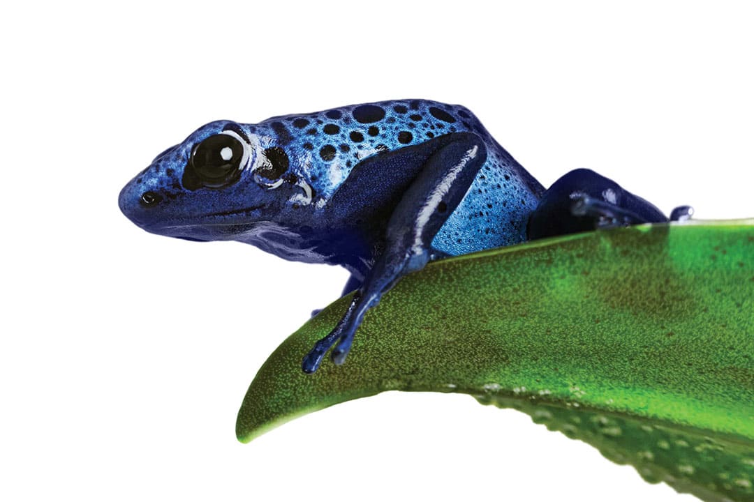 Poison Dart Frog, The Best Pet Amphibian? 