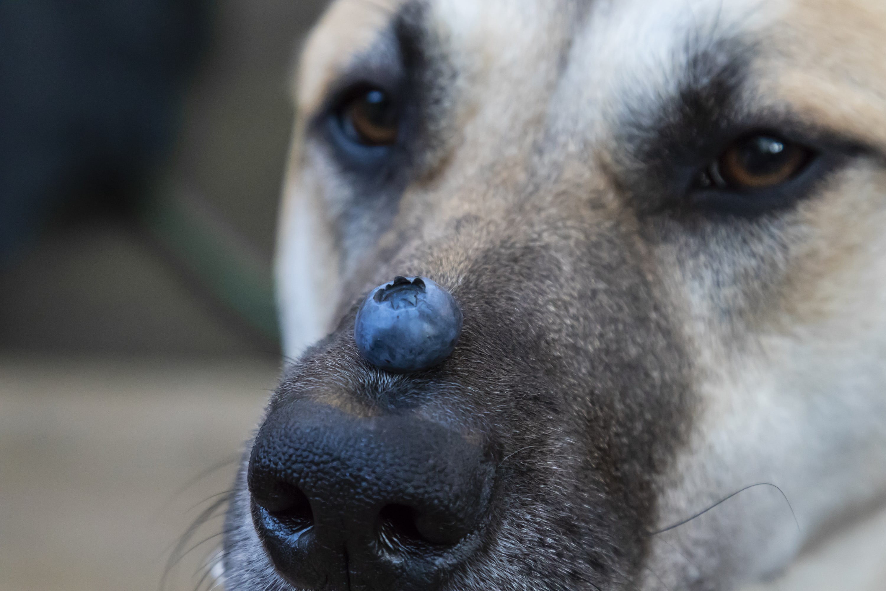 Dogs eat outlet blueberries