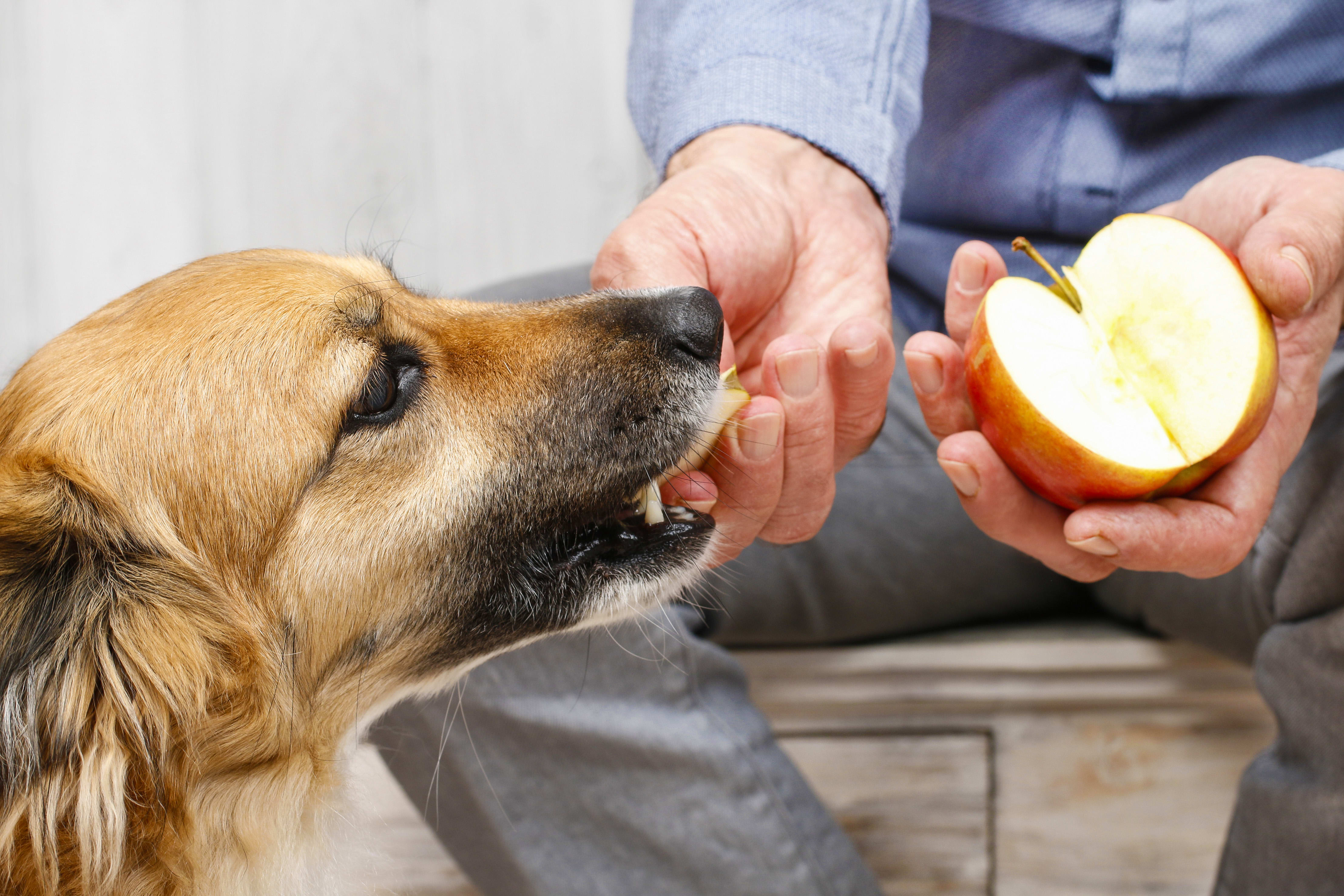 An dogs sale have apples