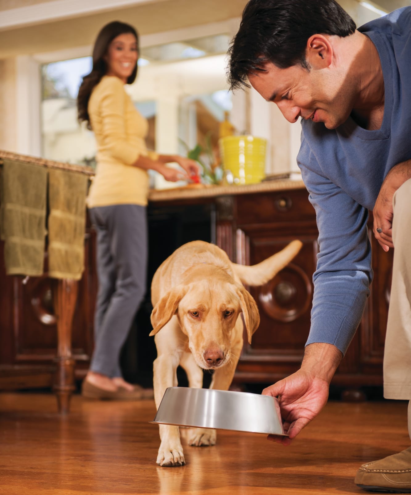 Feeding dog at home