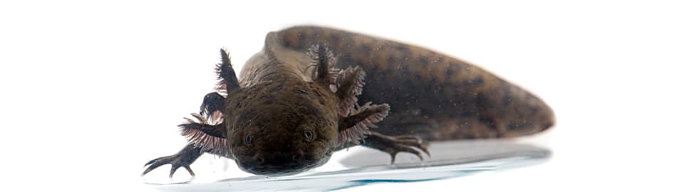 Leucistic Axolotl (Ambystoma mexicanum)