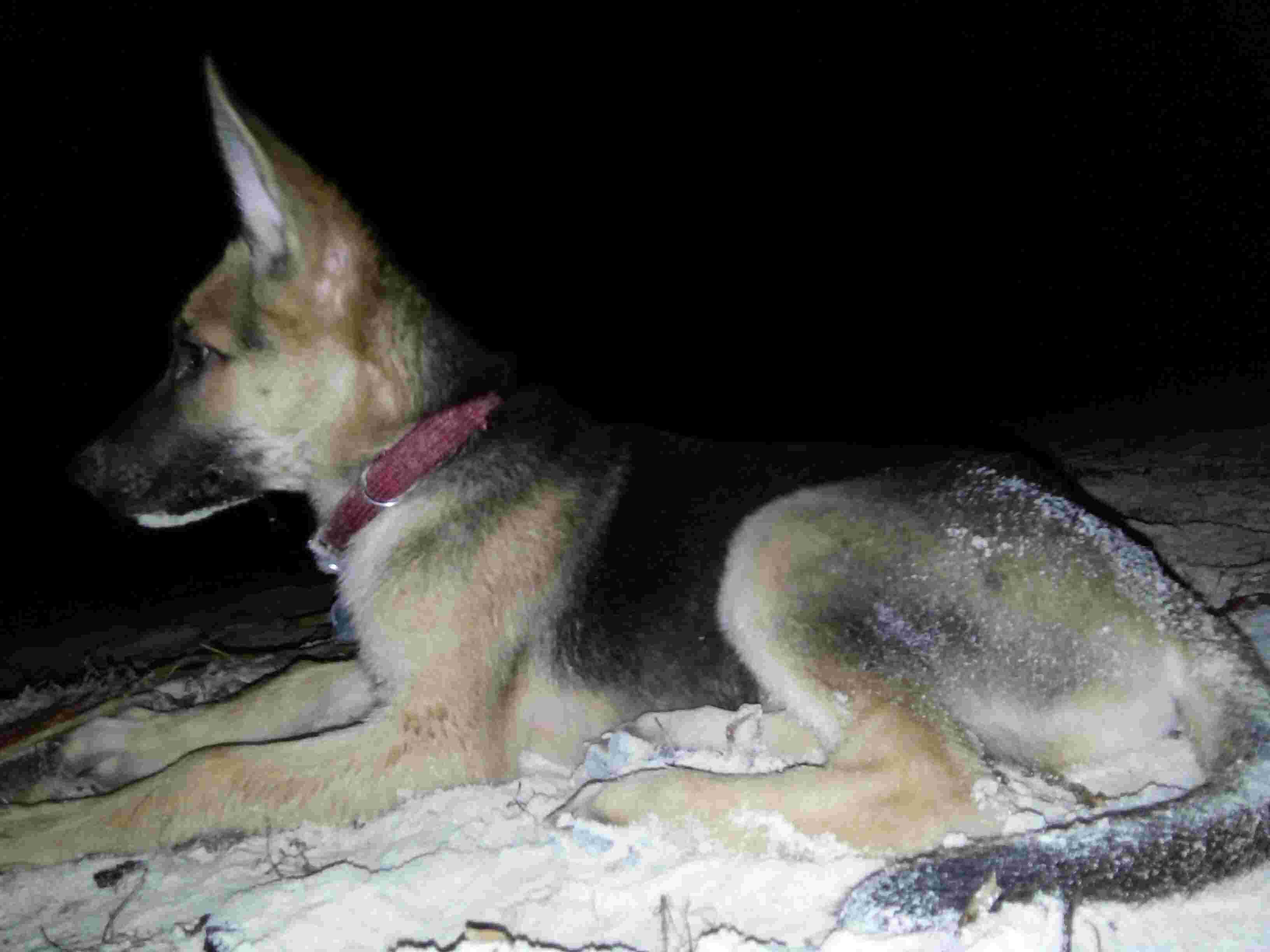What's the normal growth for a German Shepherd puppy by month? | Petco