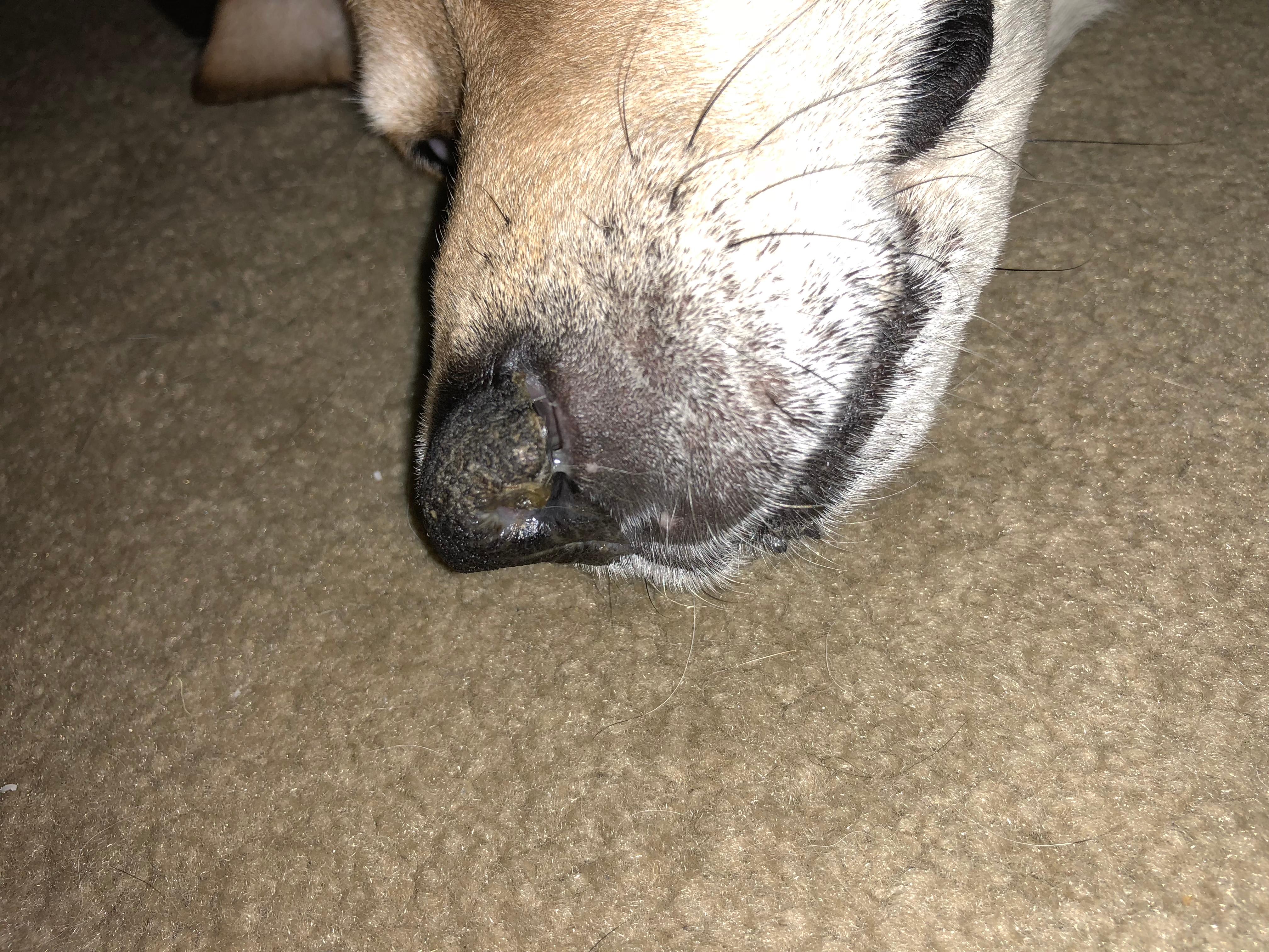Dog Has Crusty Nose & Discharge, Acts Normal. Should I Worry? | Petco
