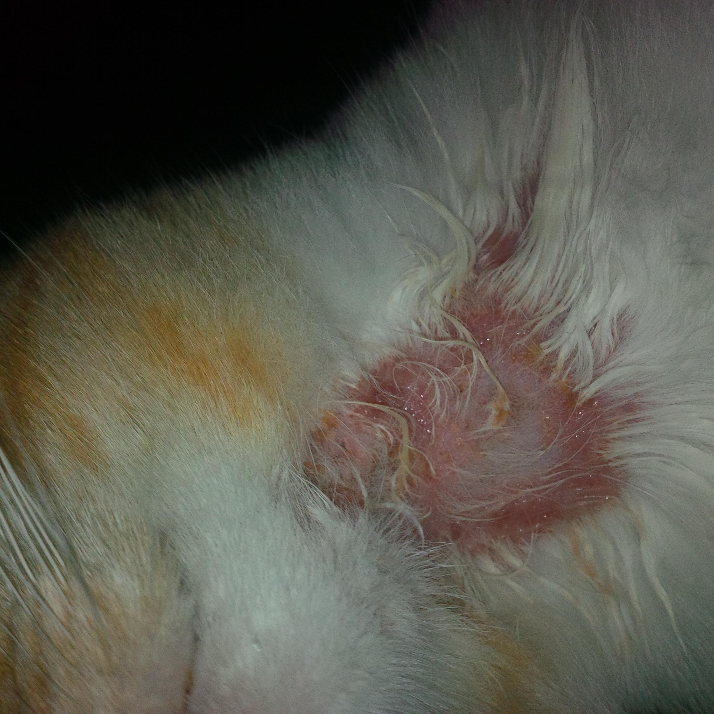 Gallery Detail: Why Does My Cat Have Sores Hair Loss Tiny Things