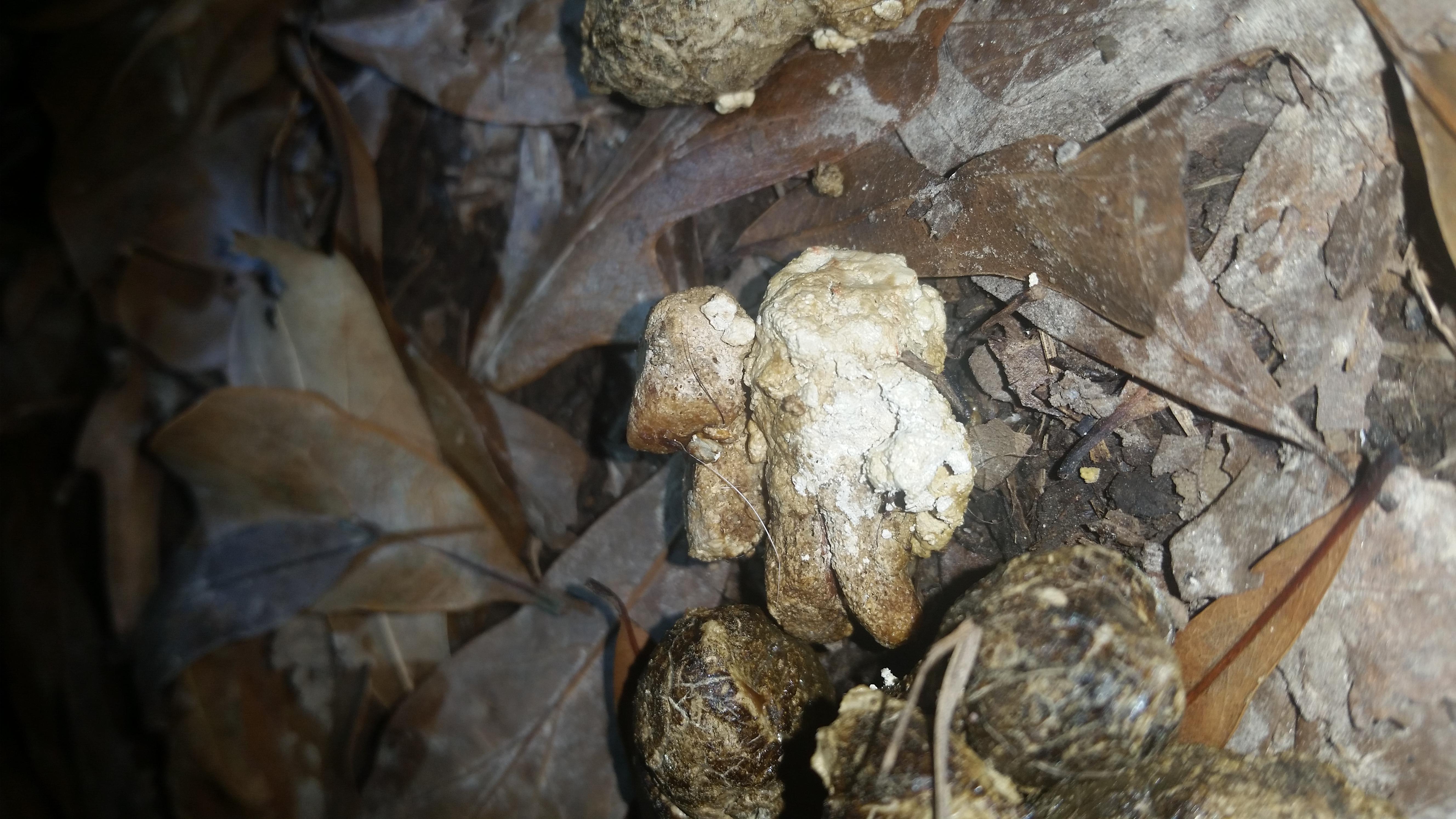 My new anxious dog is eating pine straw and has weird poop. Why? | Petco