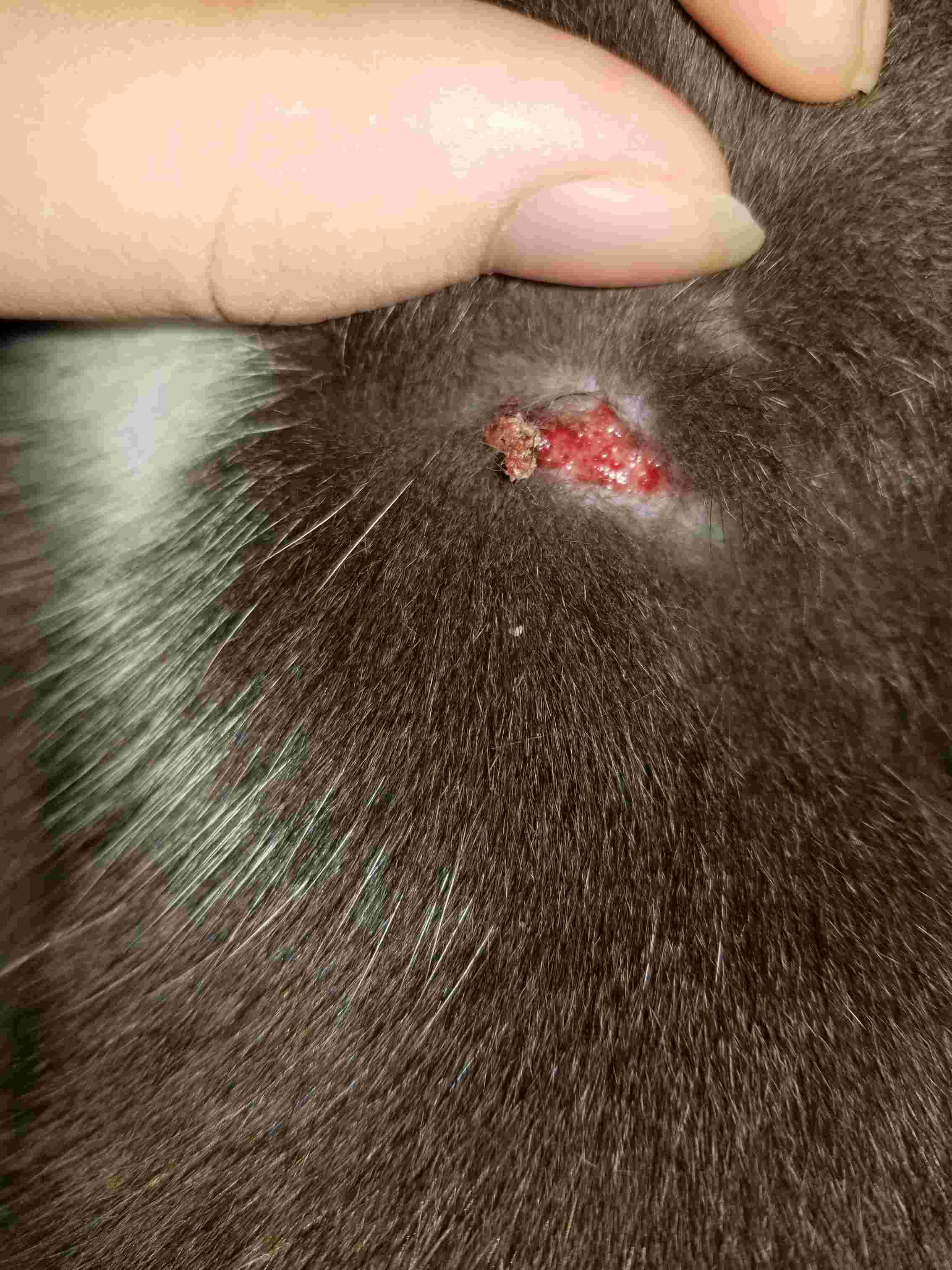 My Cat Has a Skin Rash: Learn Causes & Effective Treatments | Petco
