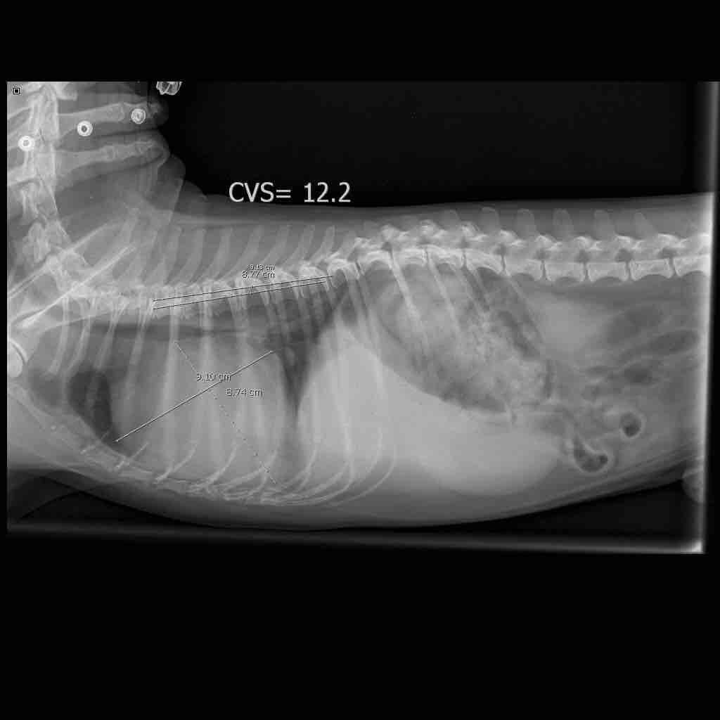 My Dog's Enlarged Spleen: Symptoms, Causes & Treatments | Petco