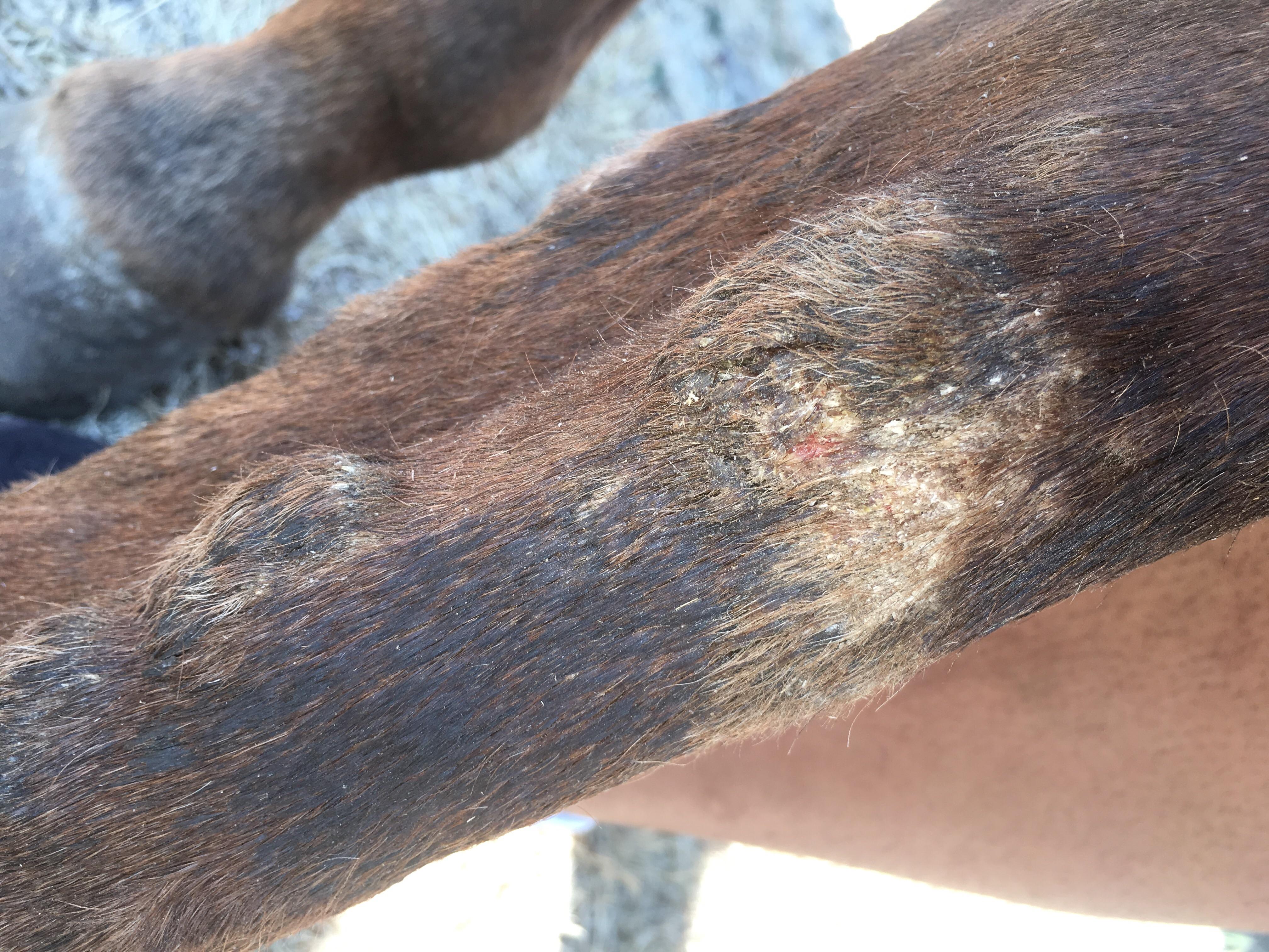 My horse has bumps on its legs. Causes & How to Treat? | Petco