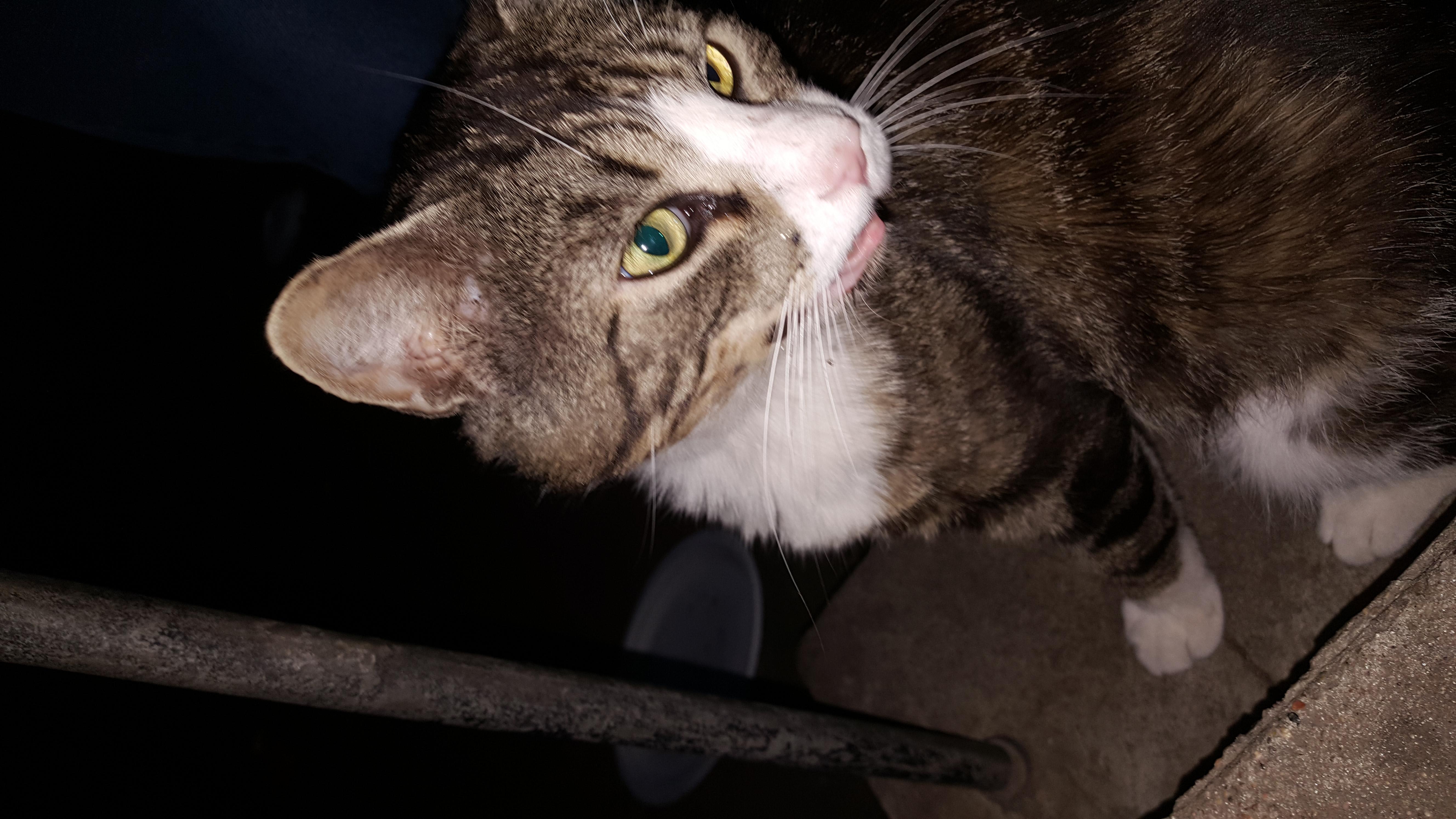 Why is my cat coughing, sputtering, and drooling blood? | Petco