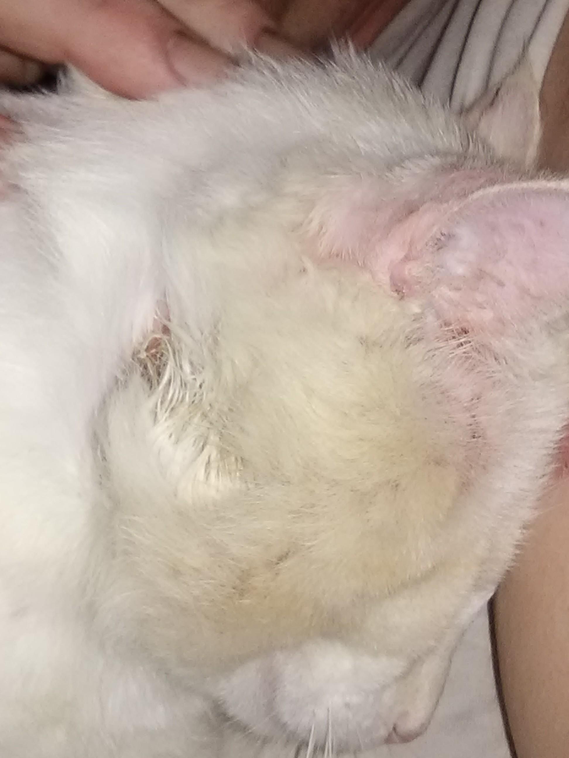 Cat with abscesses, swollen face, raspy breathing, can't afford vet | Petco