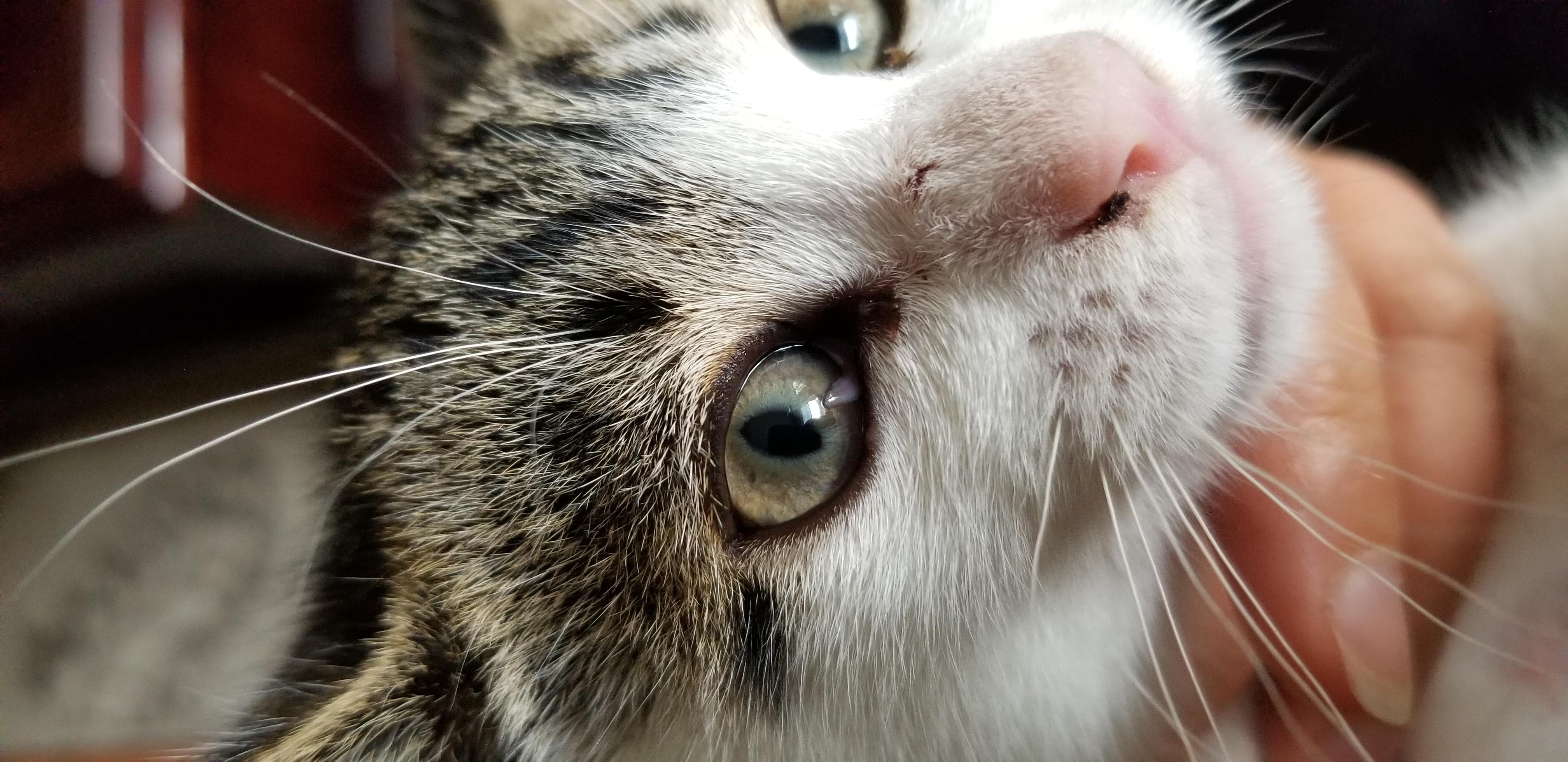 Kitten's Third Eyelid Torn But Not Painful: Does It Need a Vet? | Petco