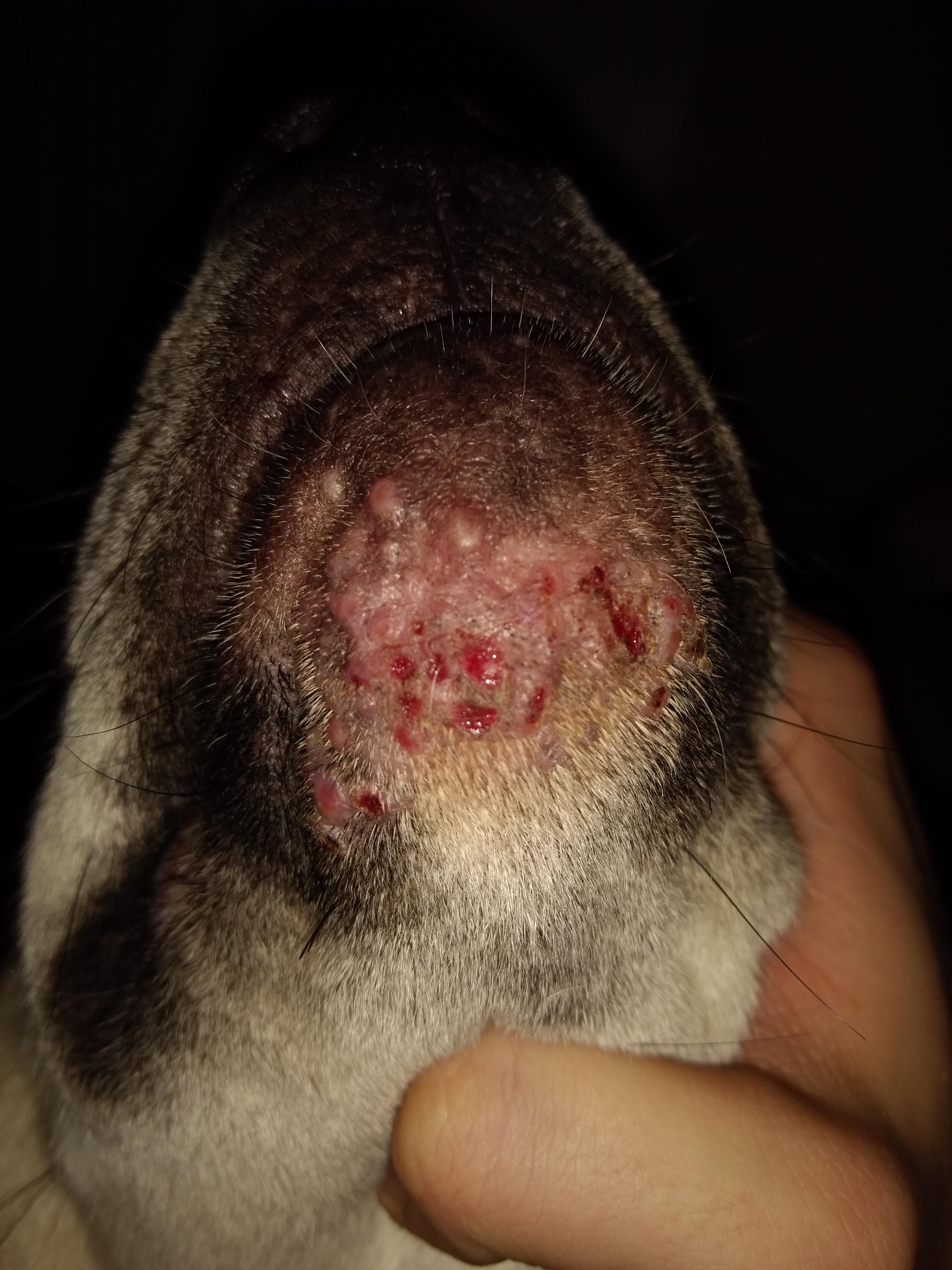 My dog has pink bumps on chin, swelling & bleeding. What's wrong? | Petco
