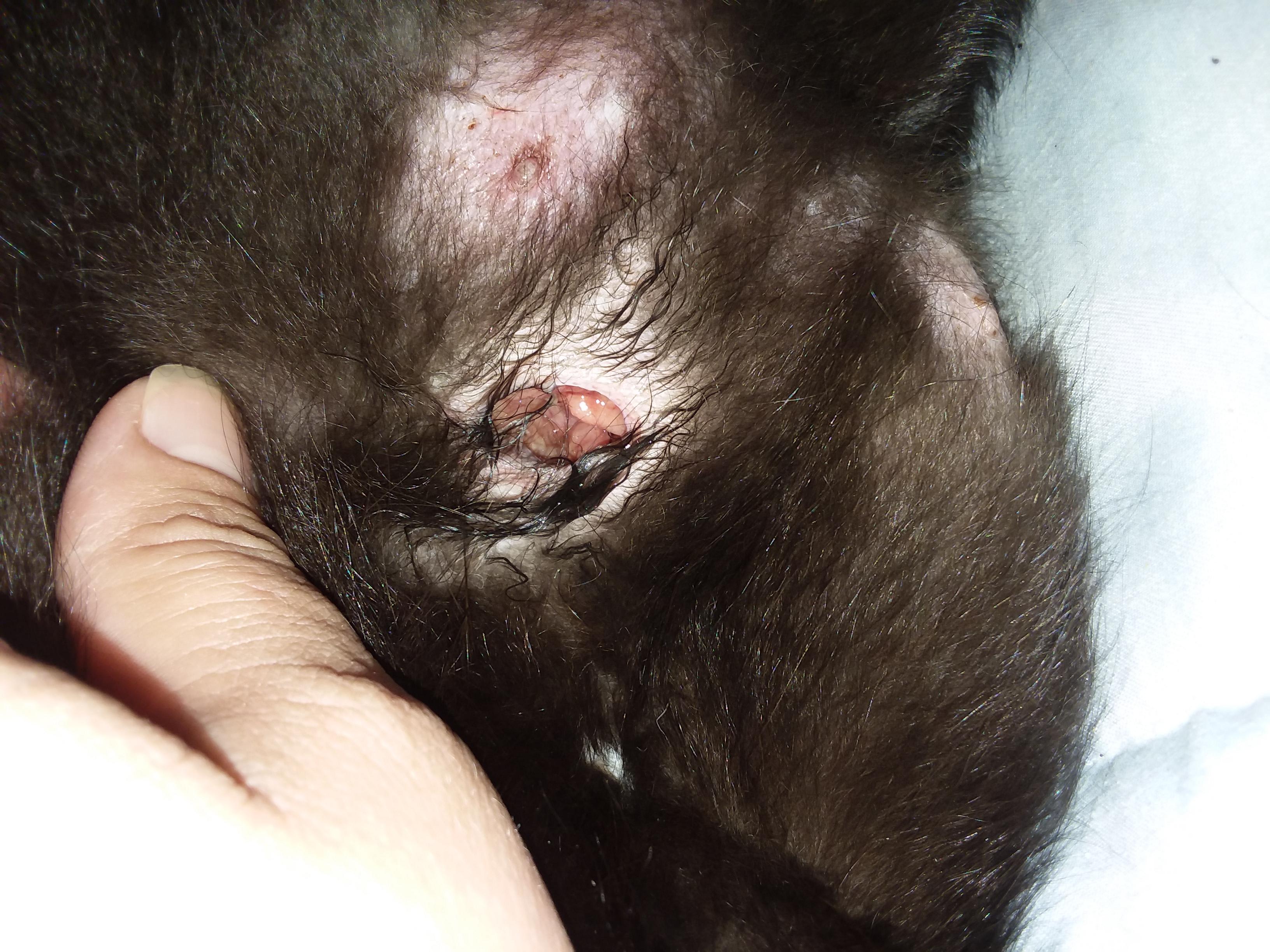 Why Does My Cat Have a Hard Lump & Open Sore on Her Belly? | Petco