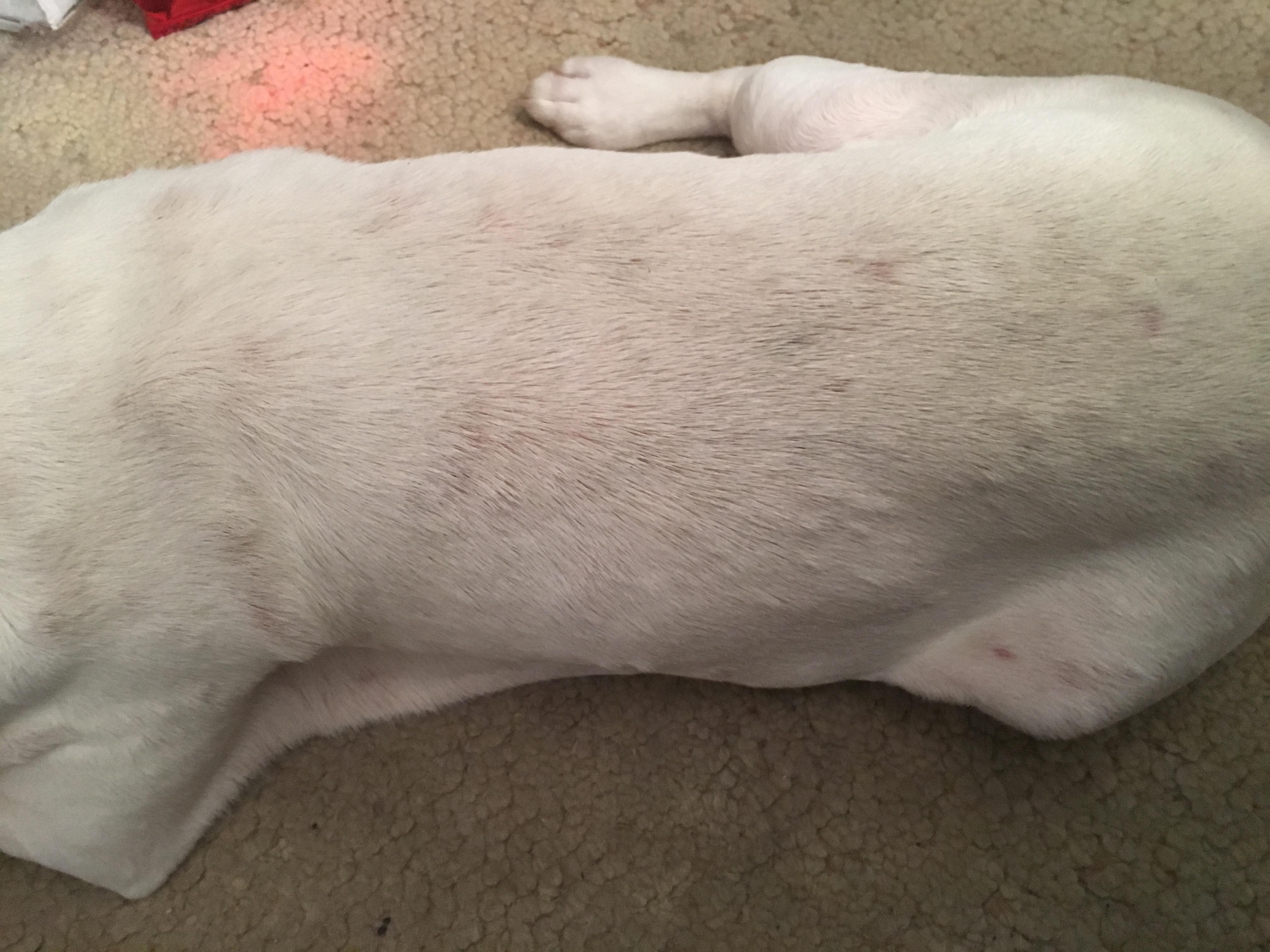 My Dog's Rash Won't Heal After Grooming: What to Do? | Petco