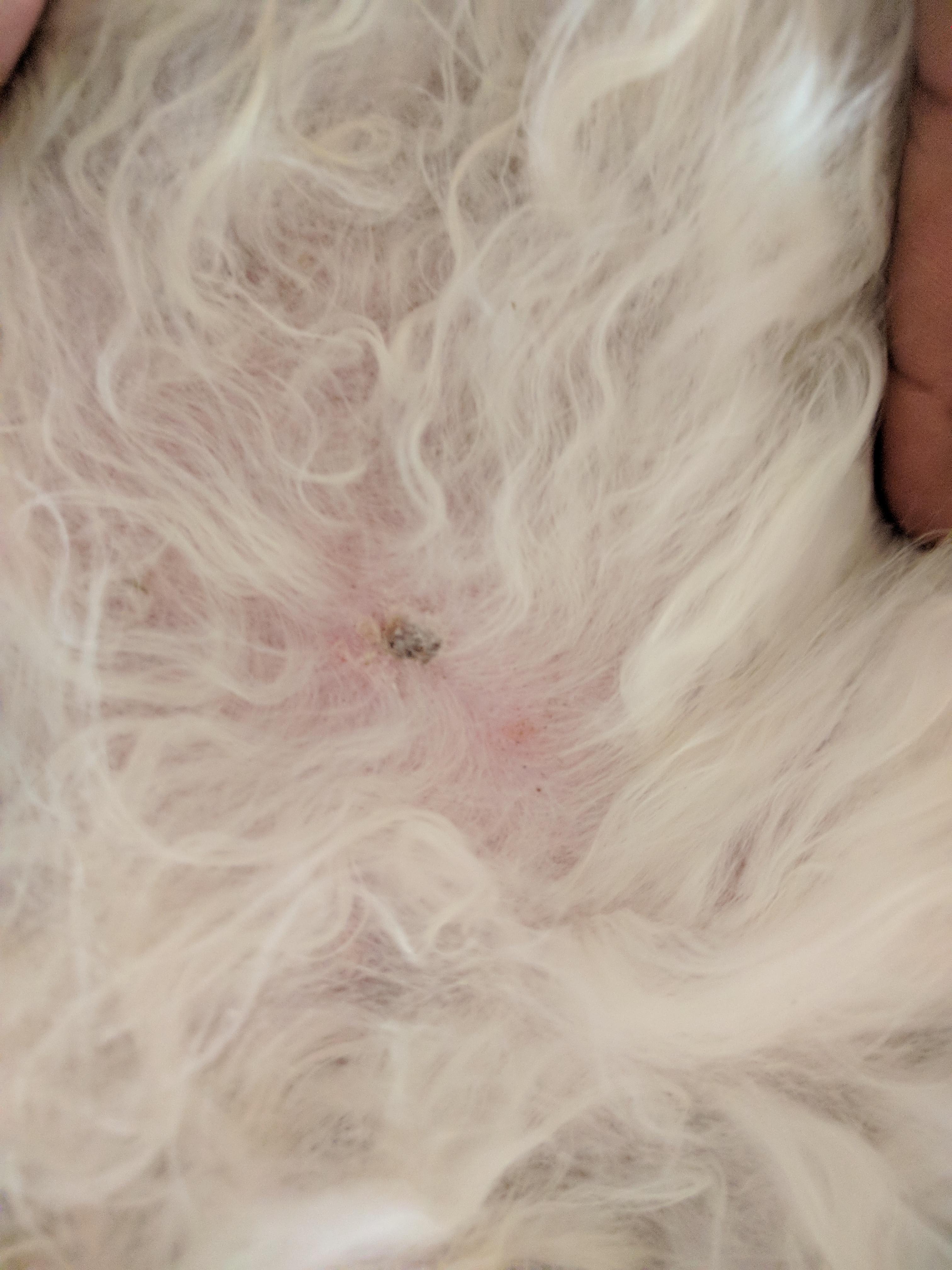 View of Detangling a cat's matted fur - Betterpet