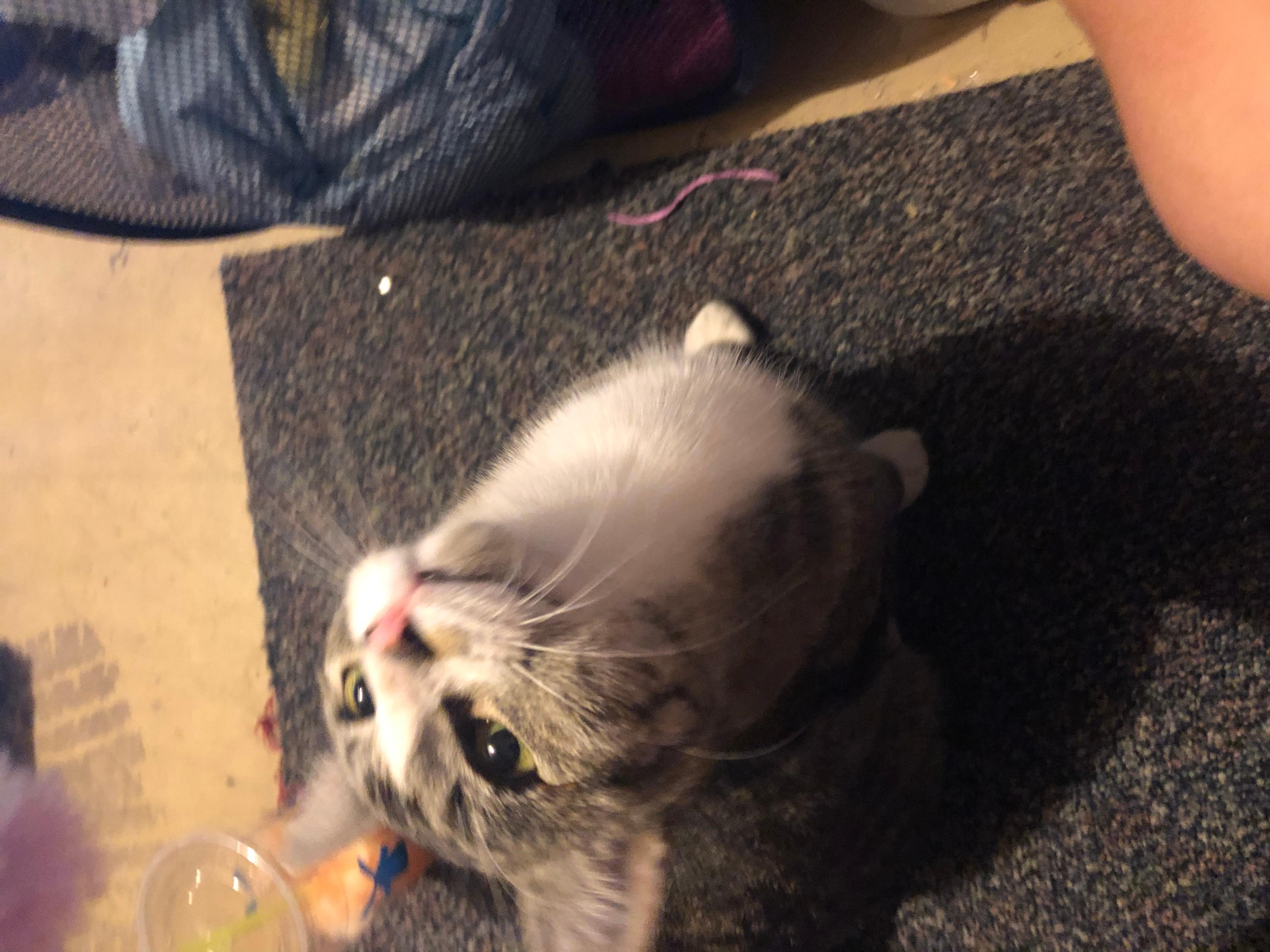 Feral Cat Has Recurring Cheek Bump After Fight? Find Solutions | Petco