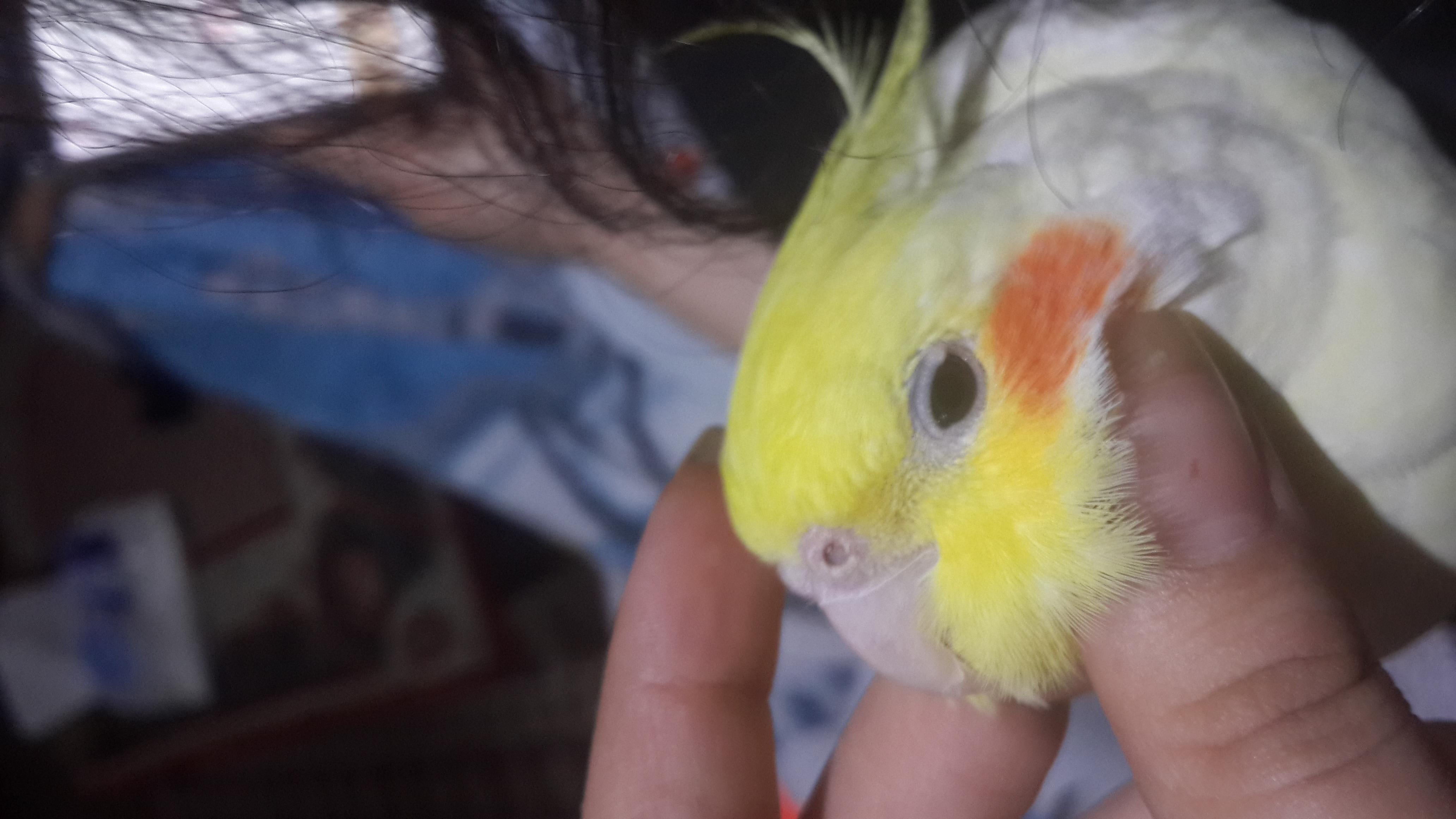 White Spot on Your Bird's Eye? Abscess or Feather? Learn More | Petco