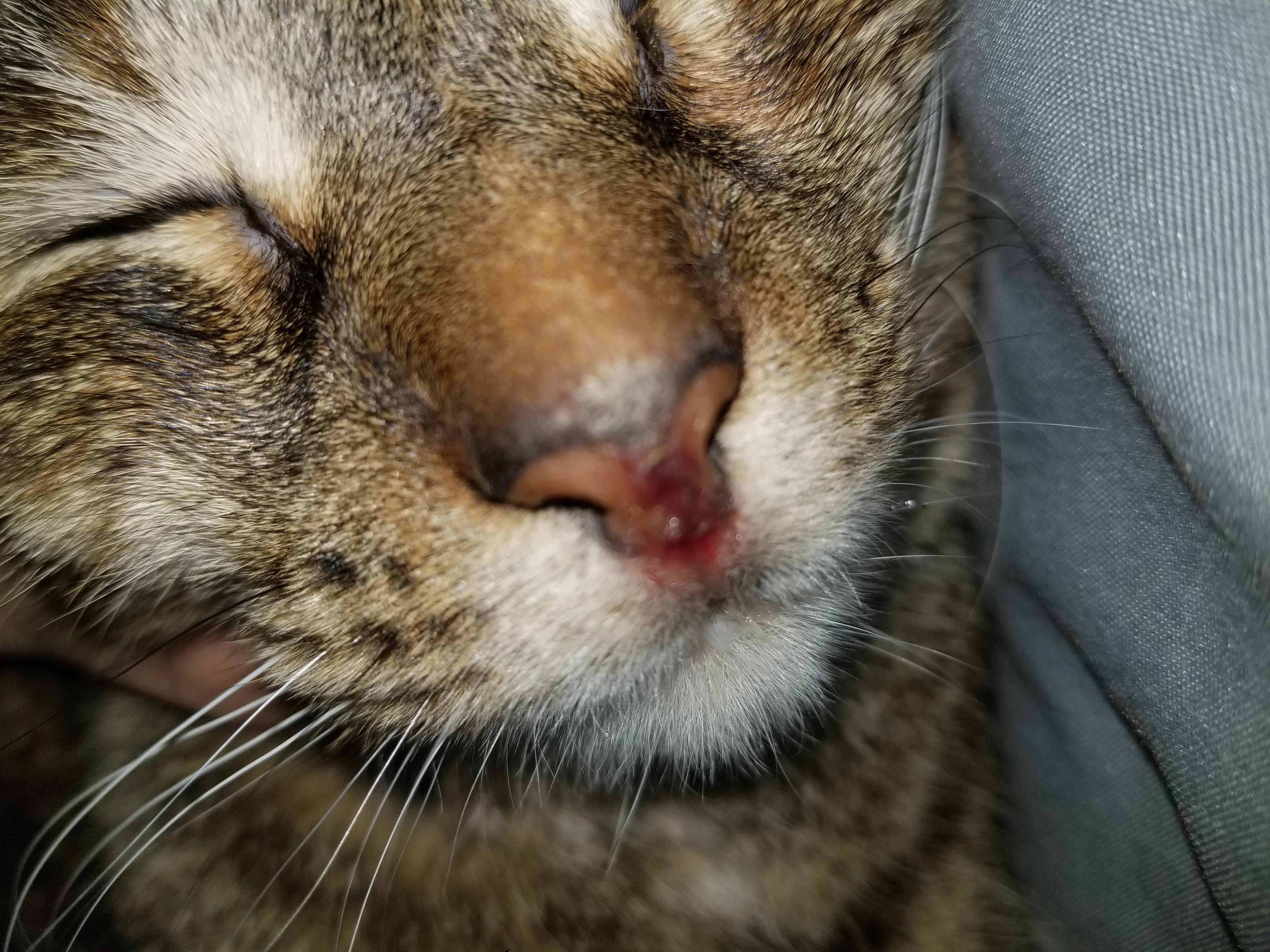 My Cat Has a Sore or Scratch on Her Nose. Should I Worry? | Petco