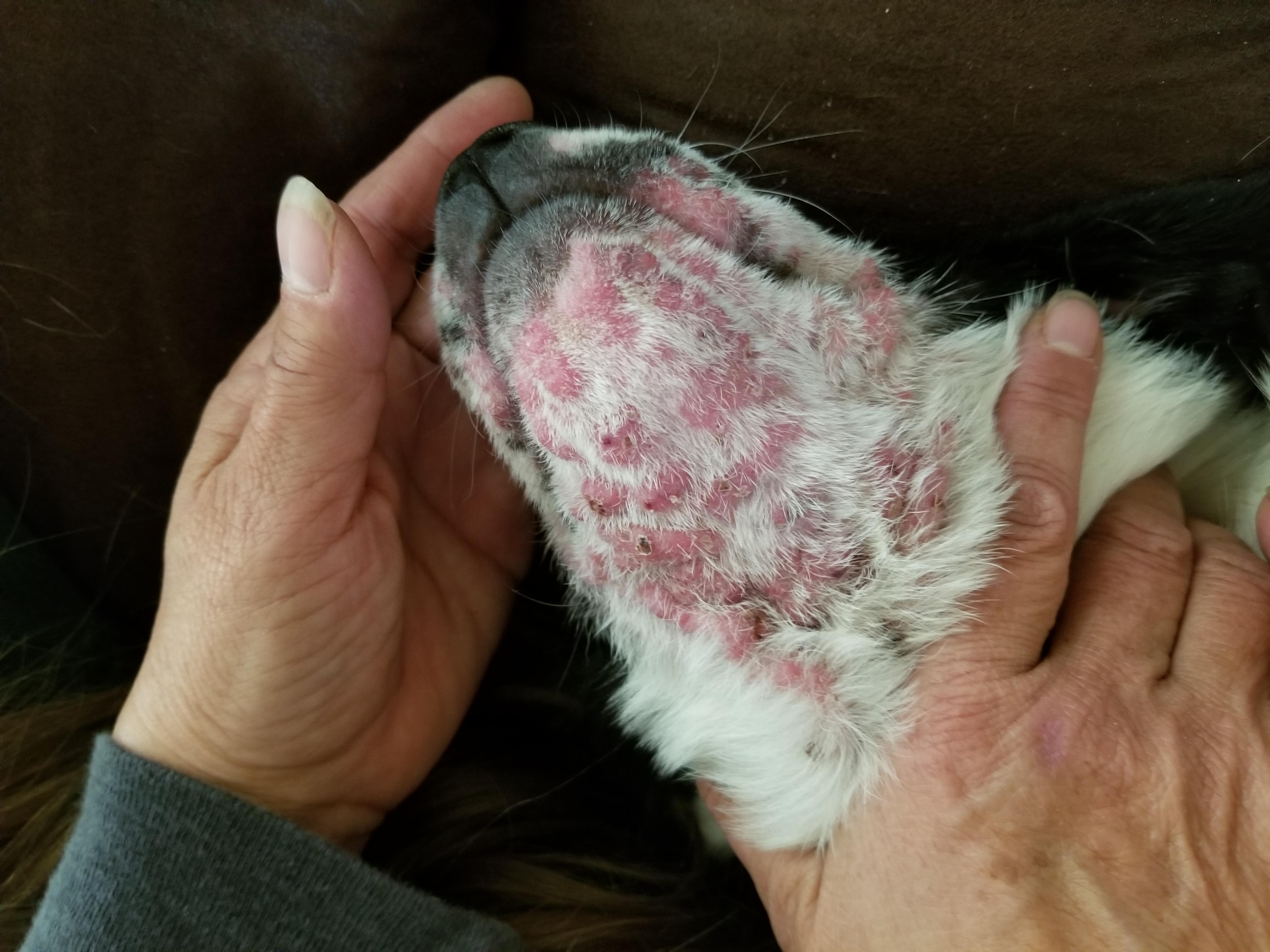 My Puppy Has a Bumpy Rash on Face & Chest: What to Do? | Petco