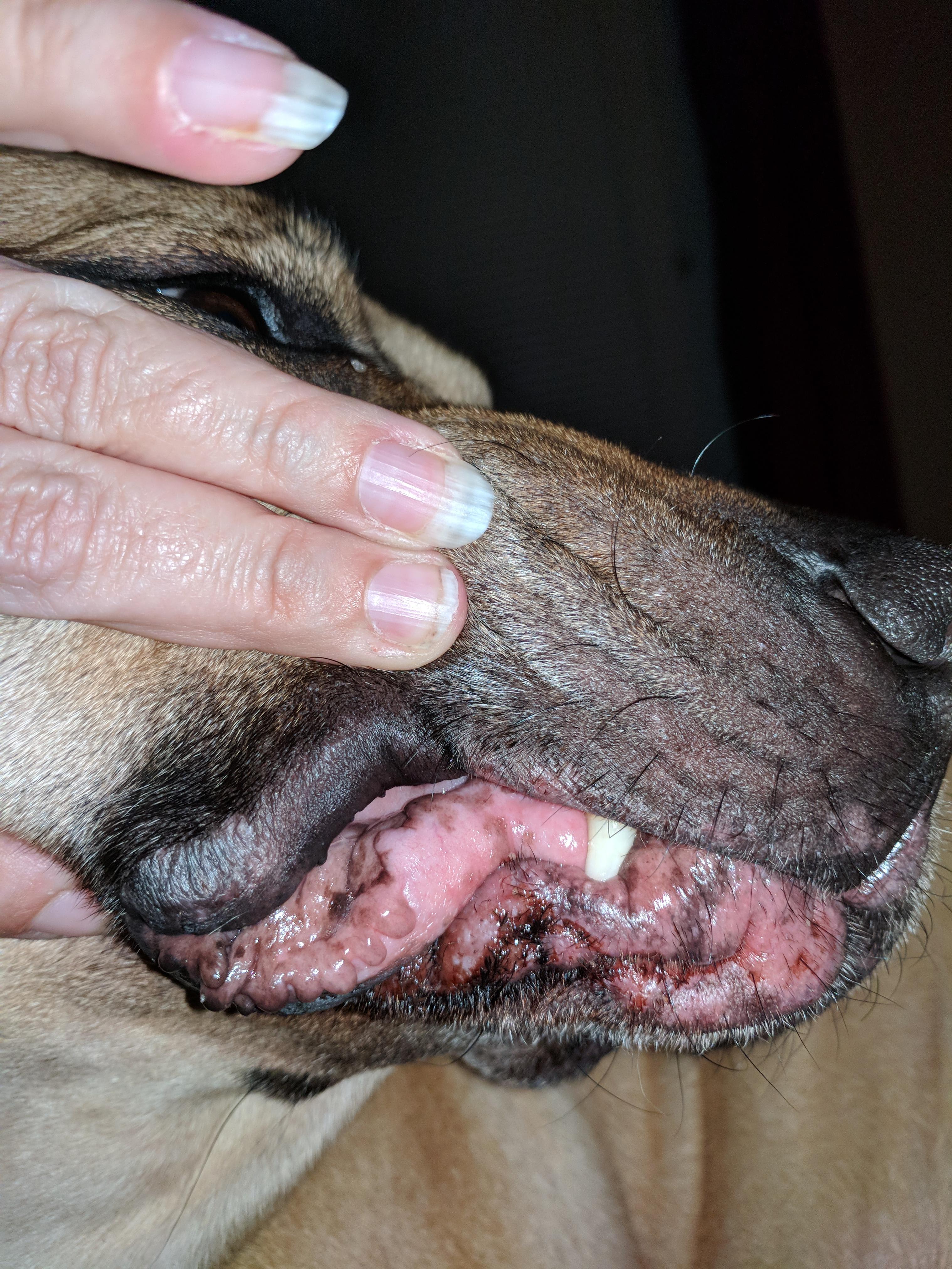 Why are my dog's lips swollen, drooling, dark around mouth folds? | Petco