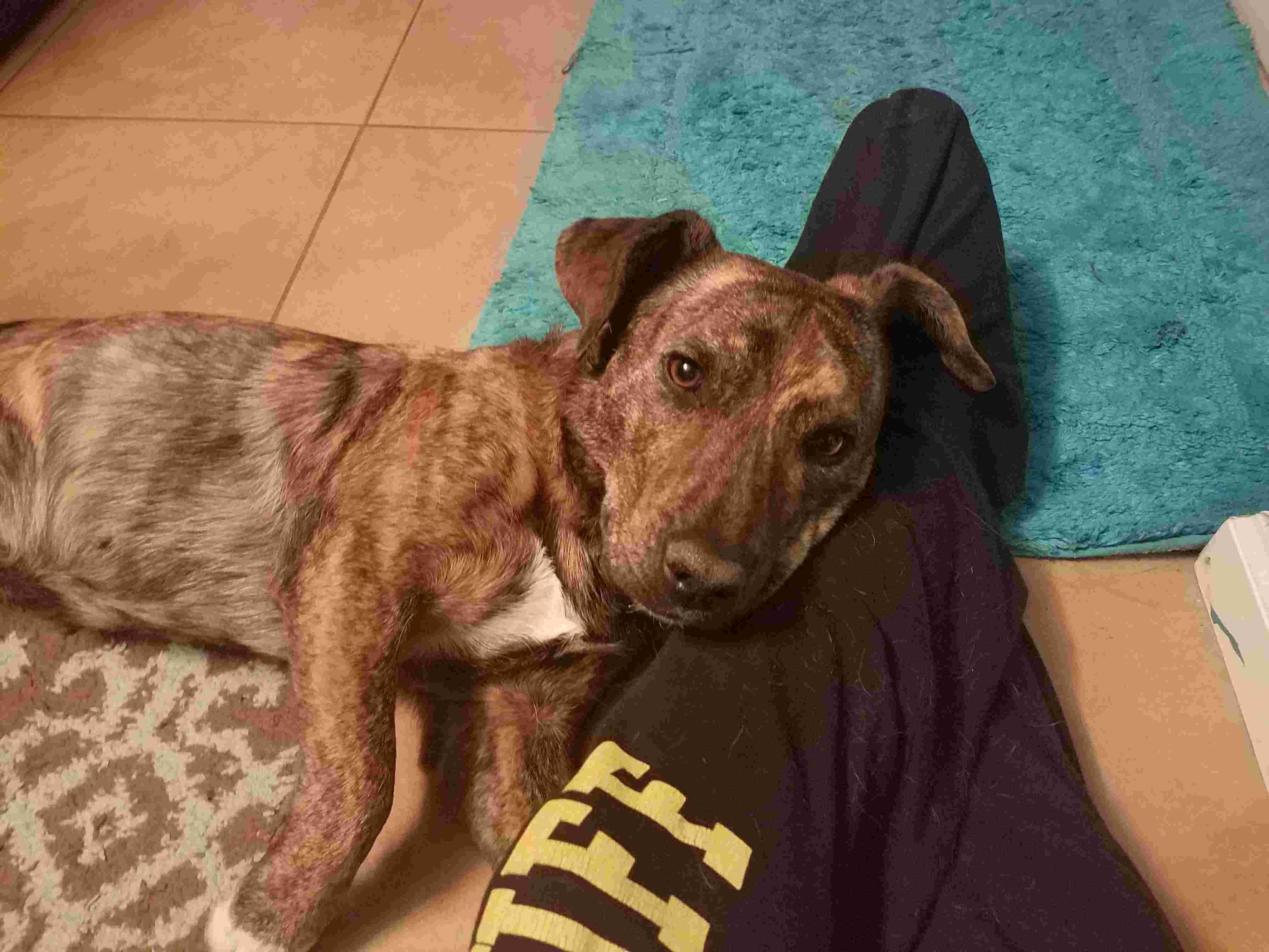 Dog shaking, groaning, vomiting clear liquid: See a vet? | Petco