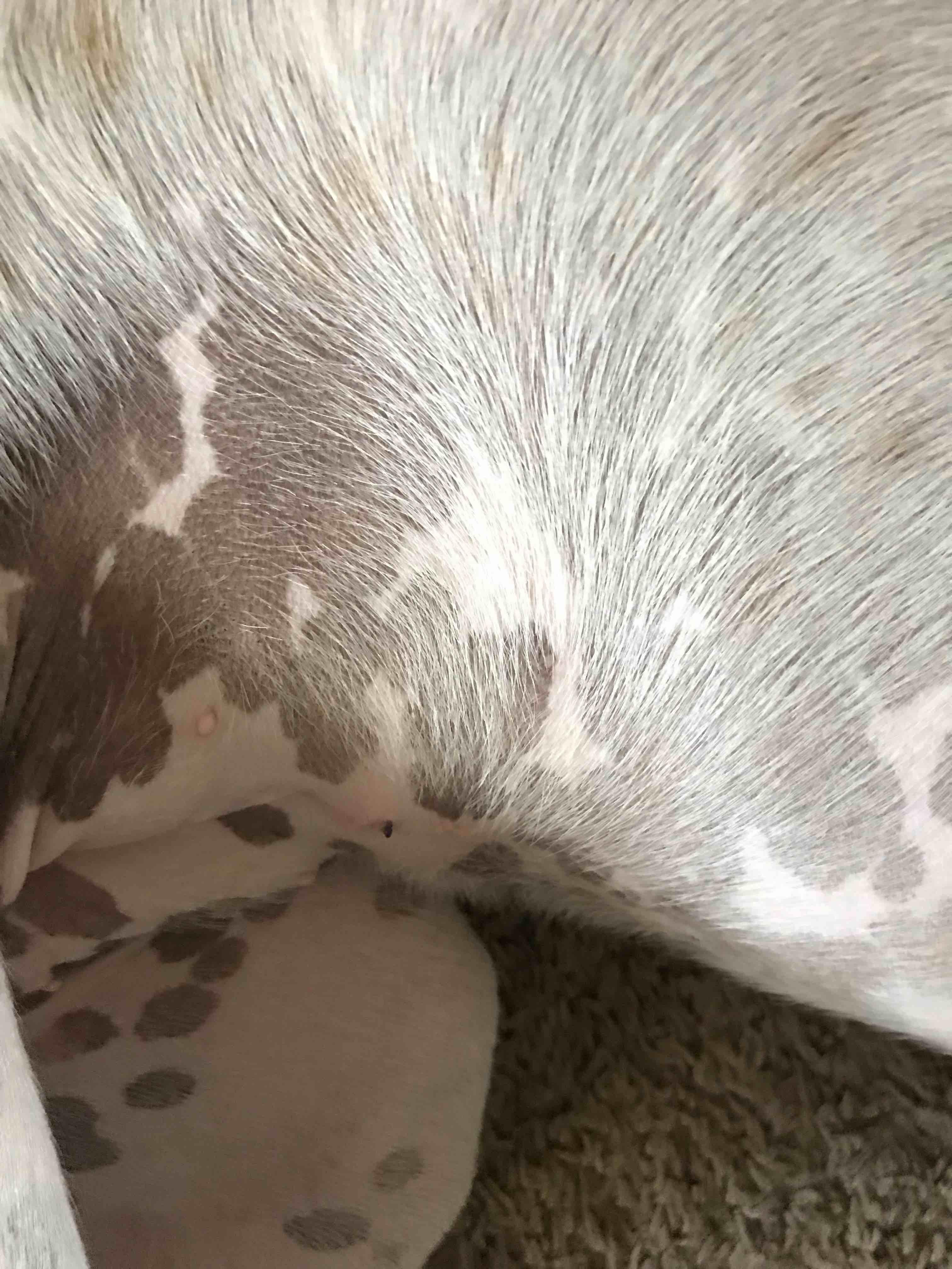 What is this black thing coming out of my puppy's spay incision? | Petco