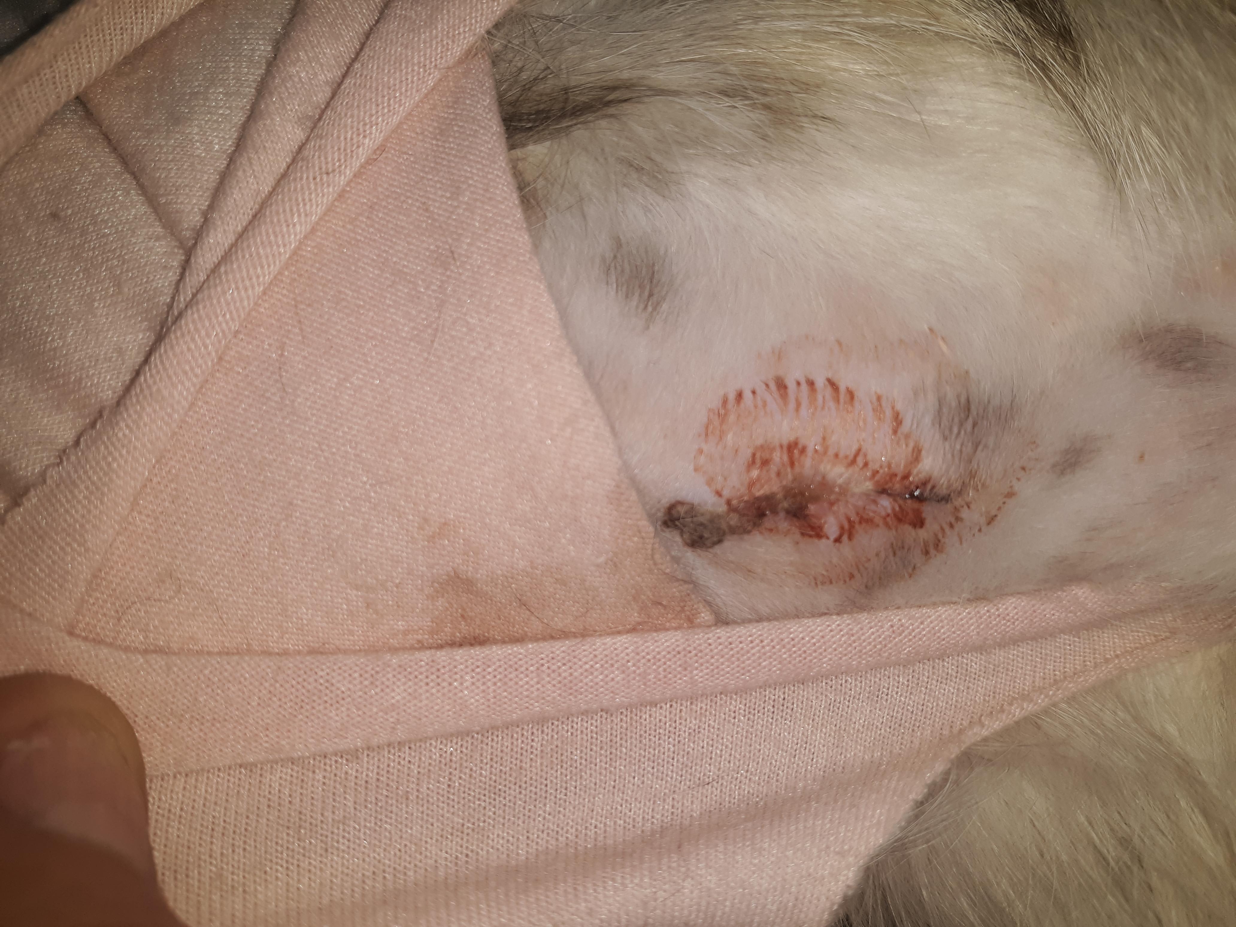 Cat Spay Incision Swollen & Discharging? ER or Morning? | Petco