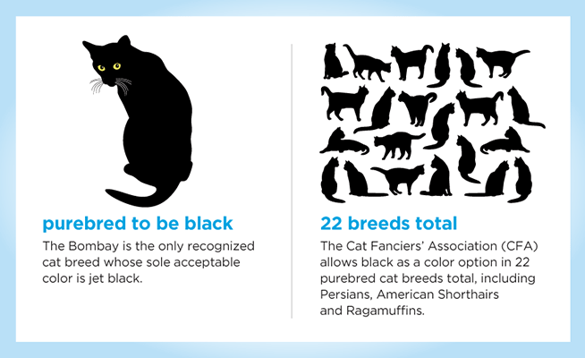 Why We Love Black Cats