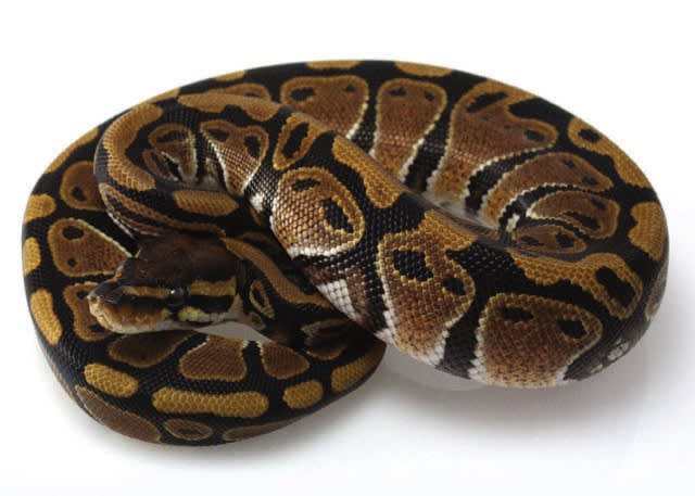 pet python types