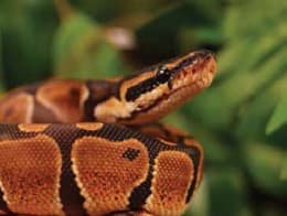 Ball Python (Python regius)