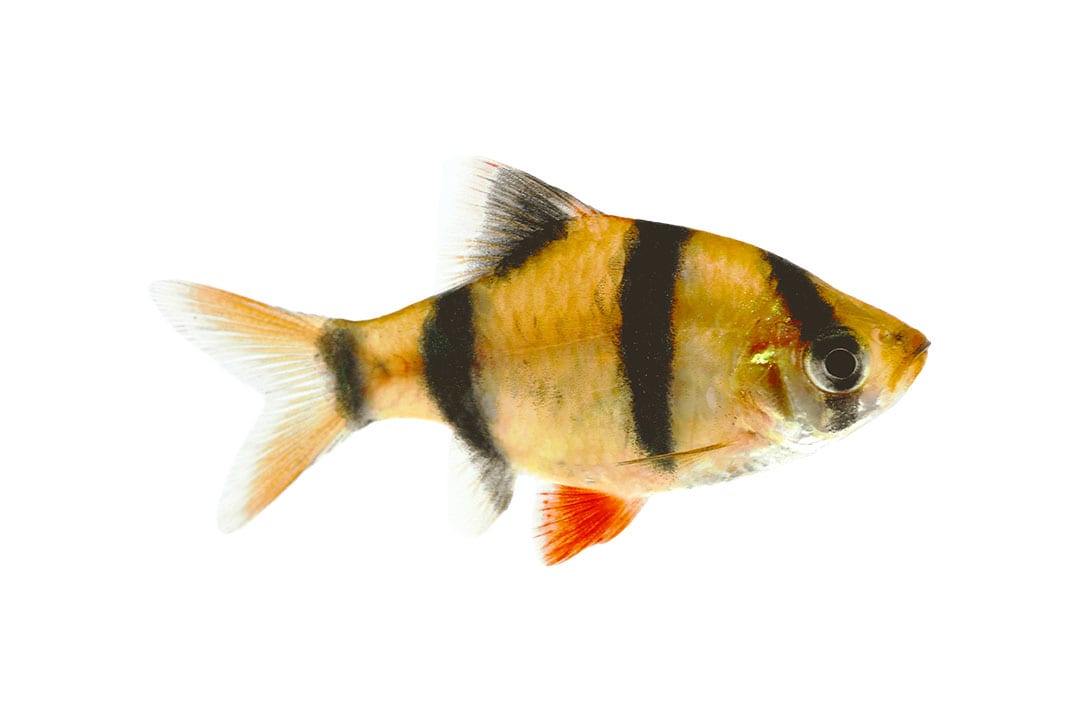 Tiger barb shop fish care