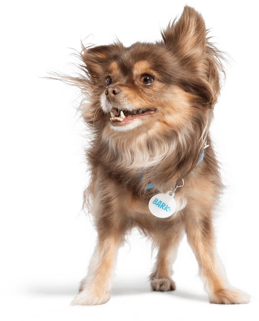 BARK Repeat Delivery Eligible Products Petco