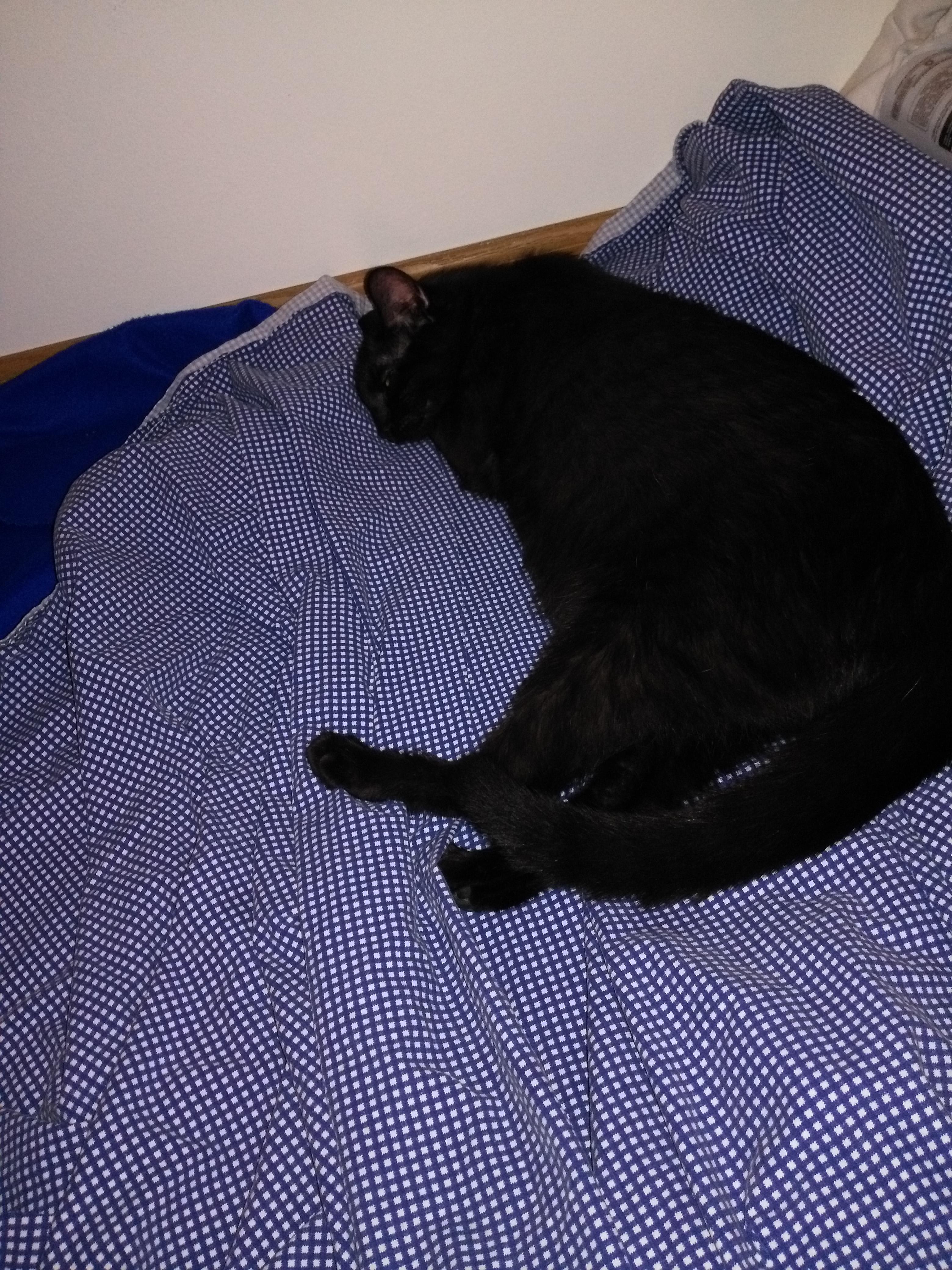 Can Cats Take Ibuprofen? What Every Pet Owner Needs to Know