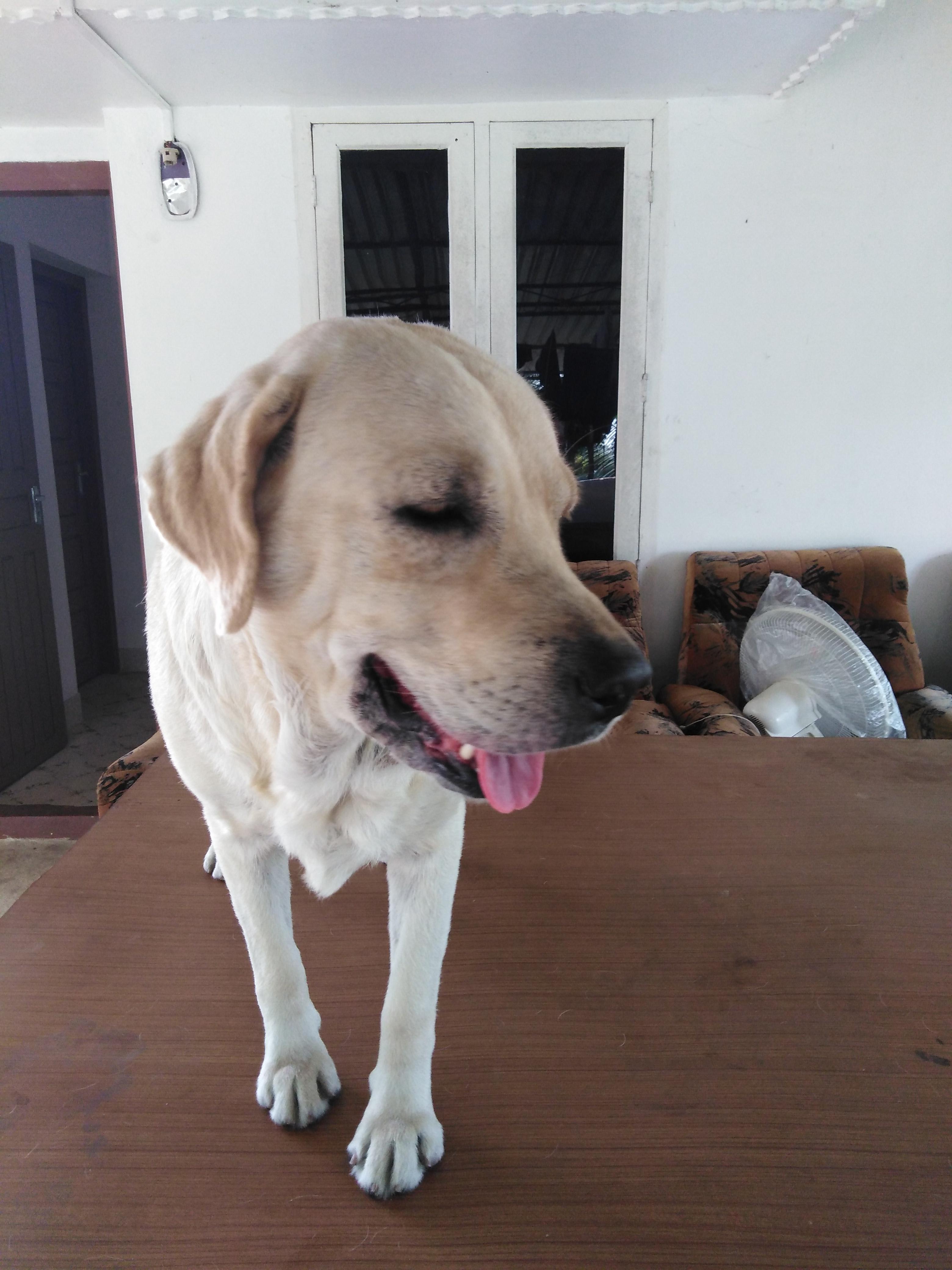 My Labrador is Losing Hair: What Flea & Tick Medicine Works? | Petco