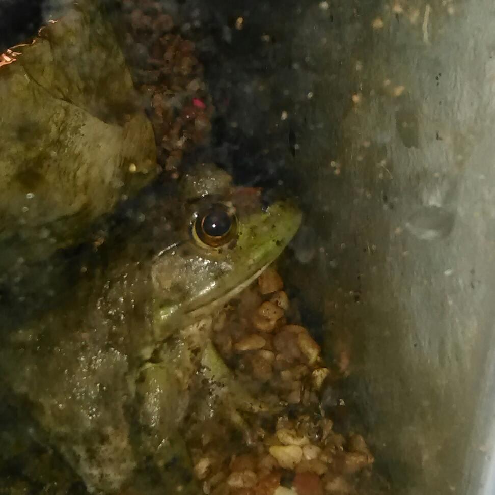 Discover Safe & Best Plants for Your American Bullfrog Tank | Petco