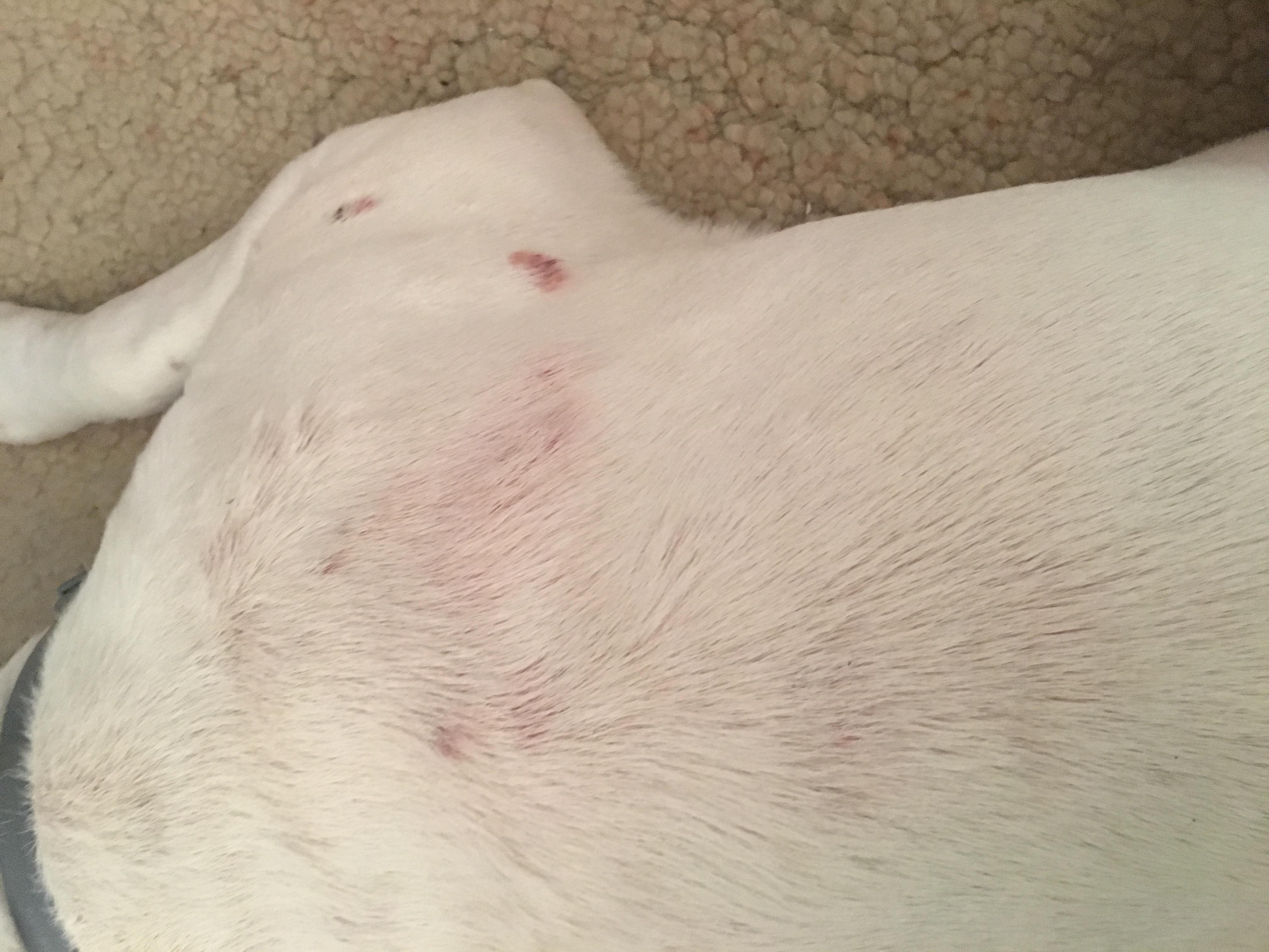 My Dog's Rash Won't Heal After Grooming: What to Do? | Petco