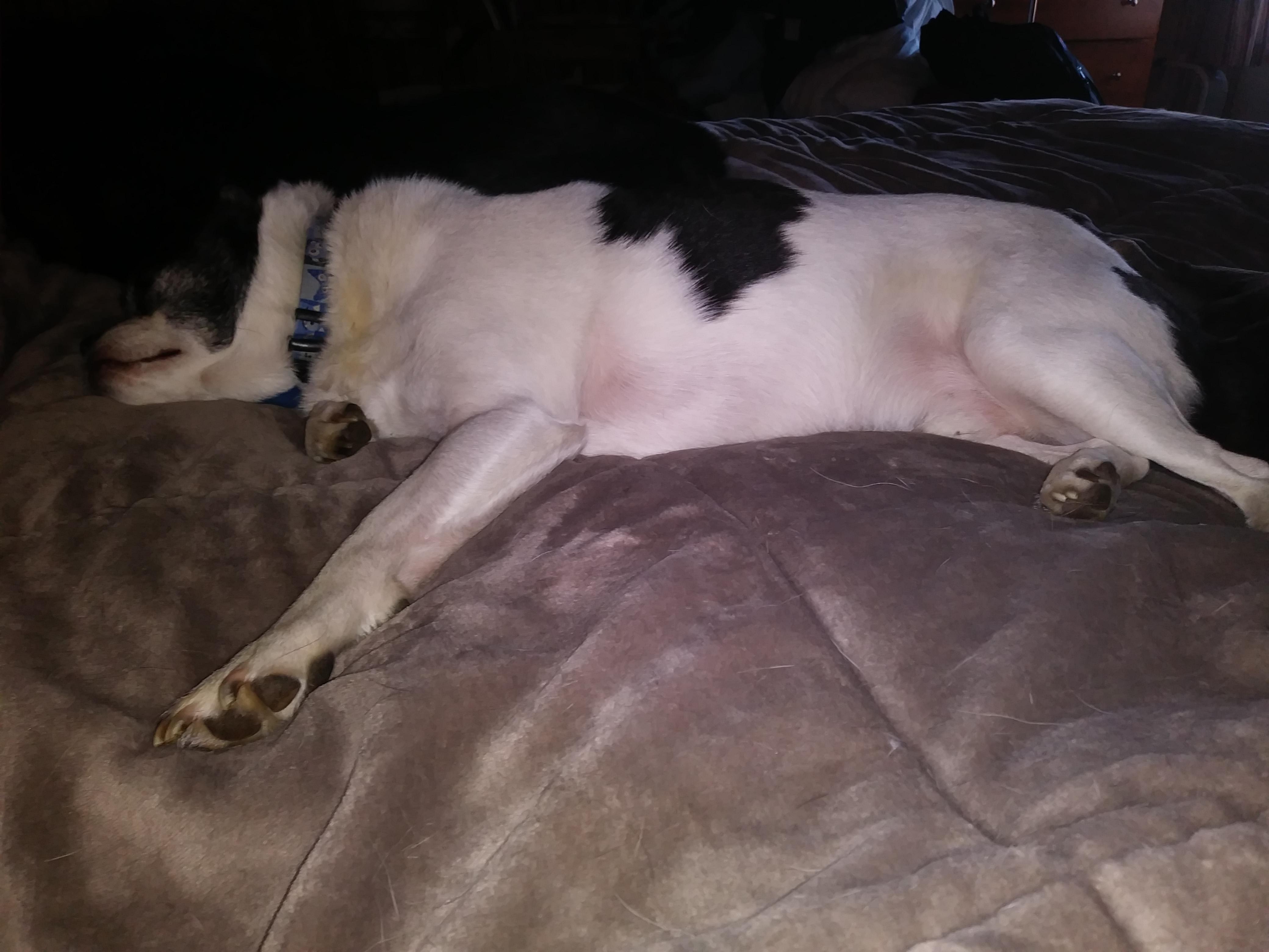 My Dog's Stomach Rock Hard &amp; Painful? Why He's Acting Strange | Petco