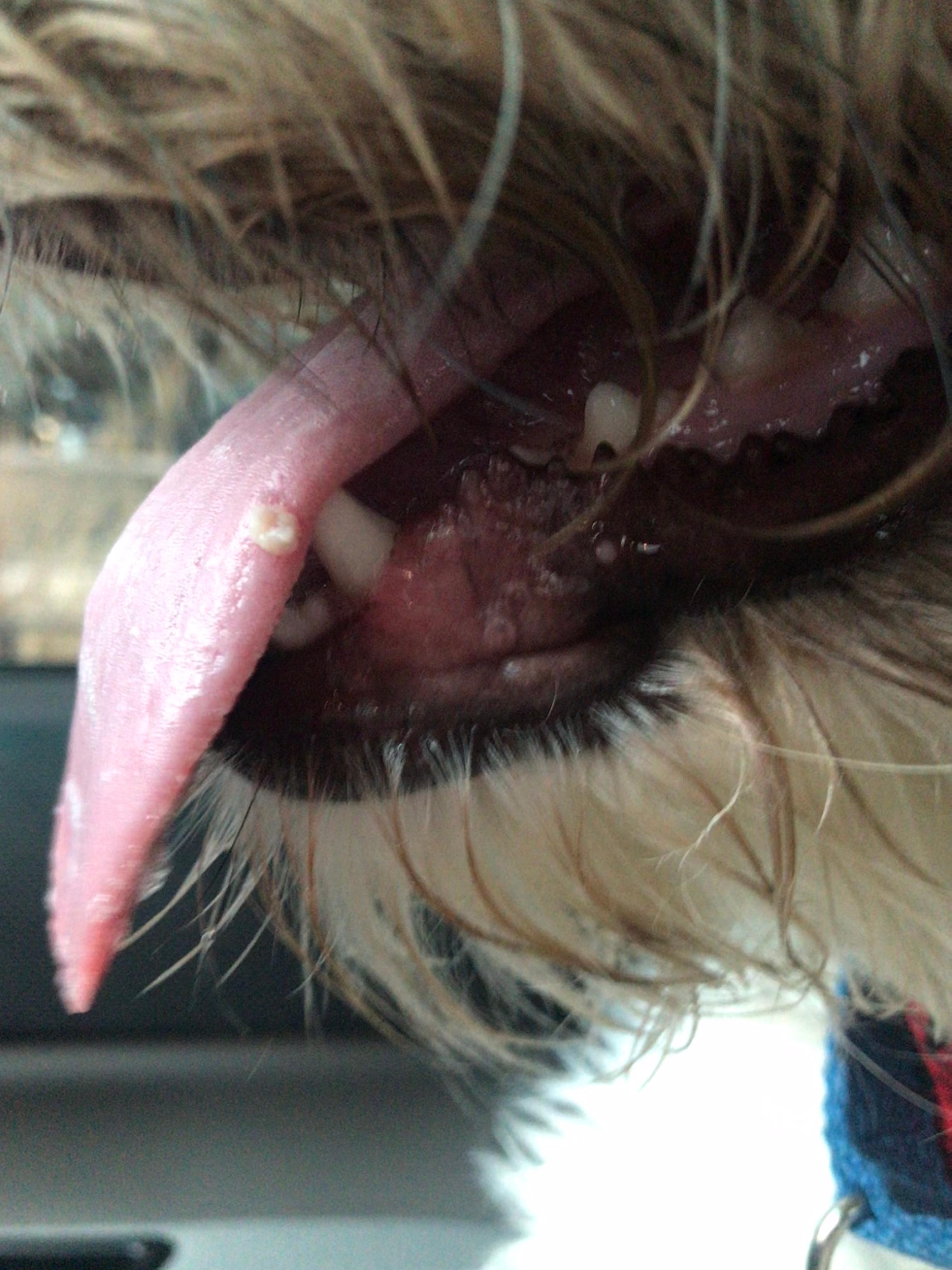 White Growth on Dog's Tongue? What Is It? Is It