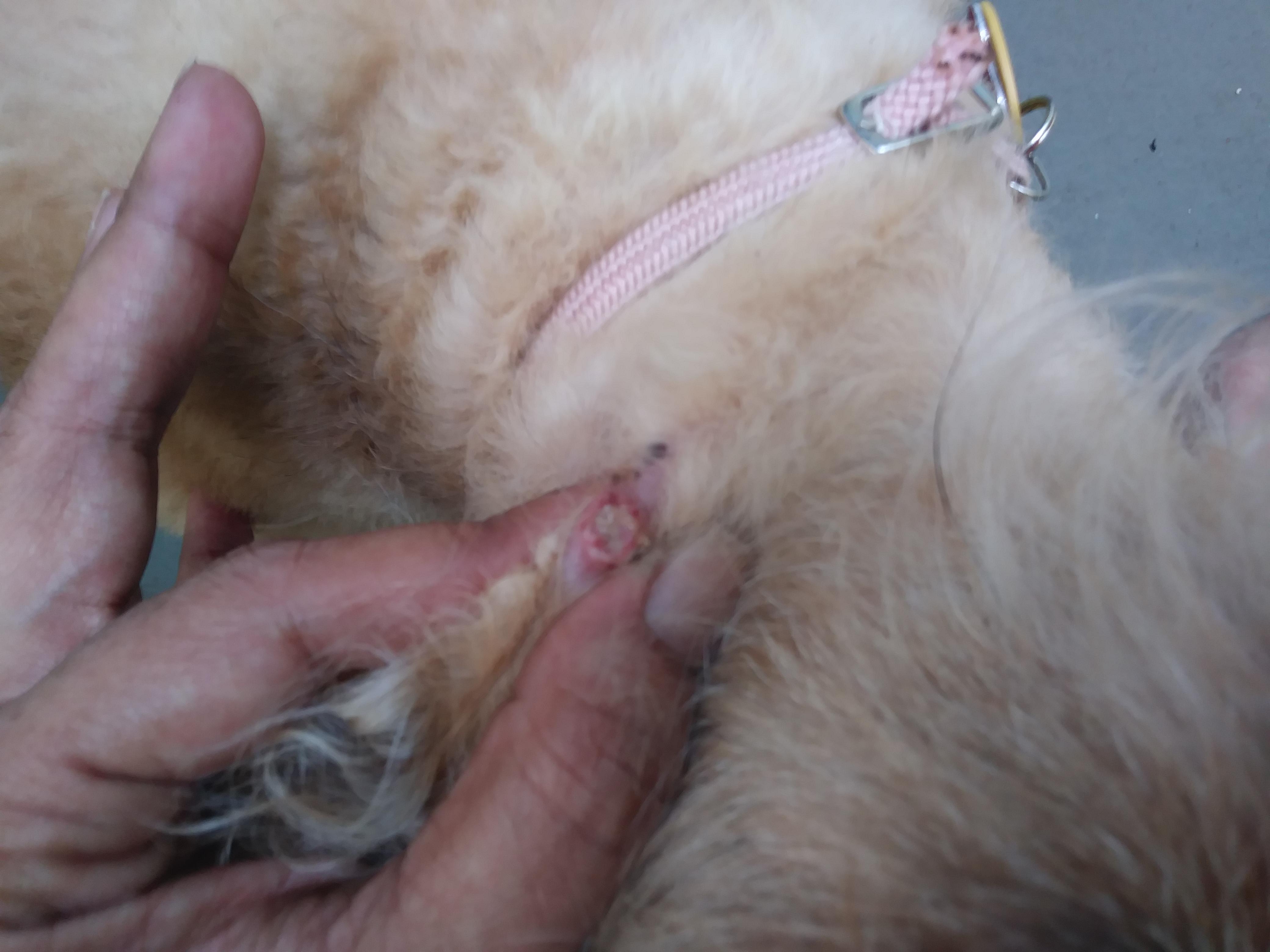 My Dog's Ear Scab Has Yellow Pus: Is it Infected? What to Do? | Petco