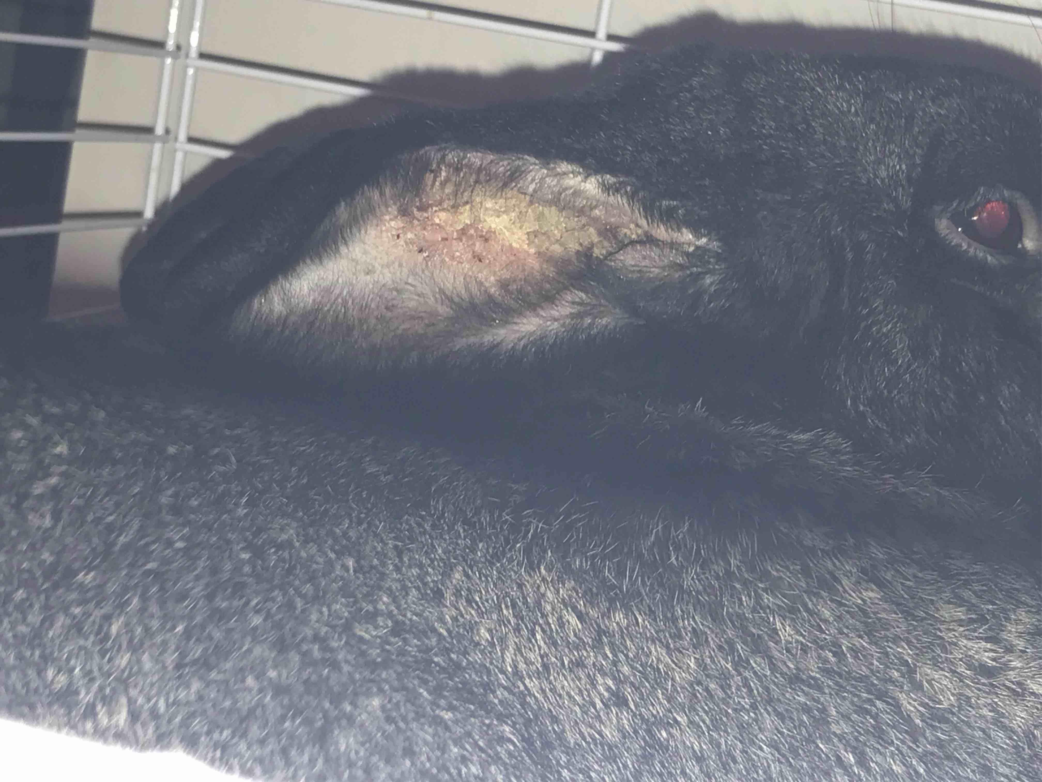 Weird Build-Up in Your Rabbit's Ears? Is It an Ear Infection? | Petco