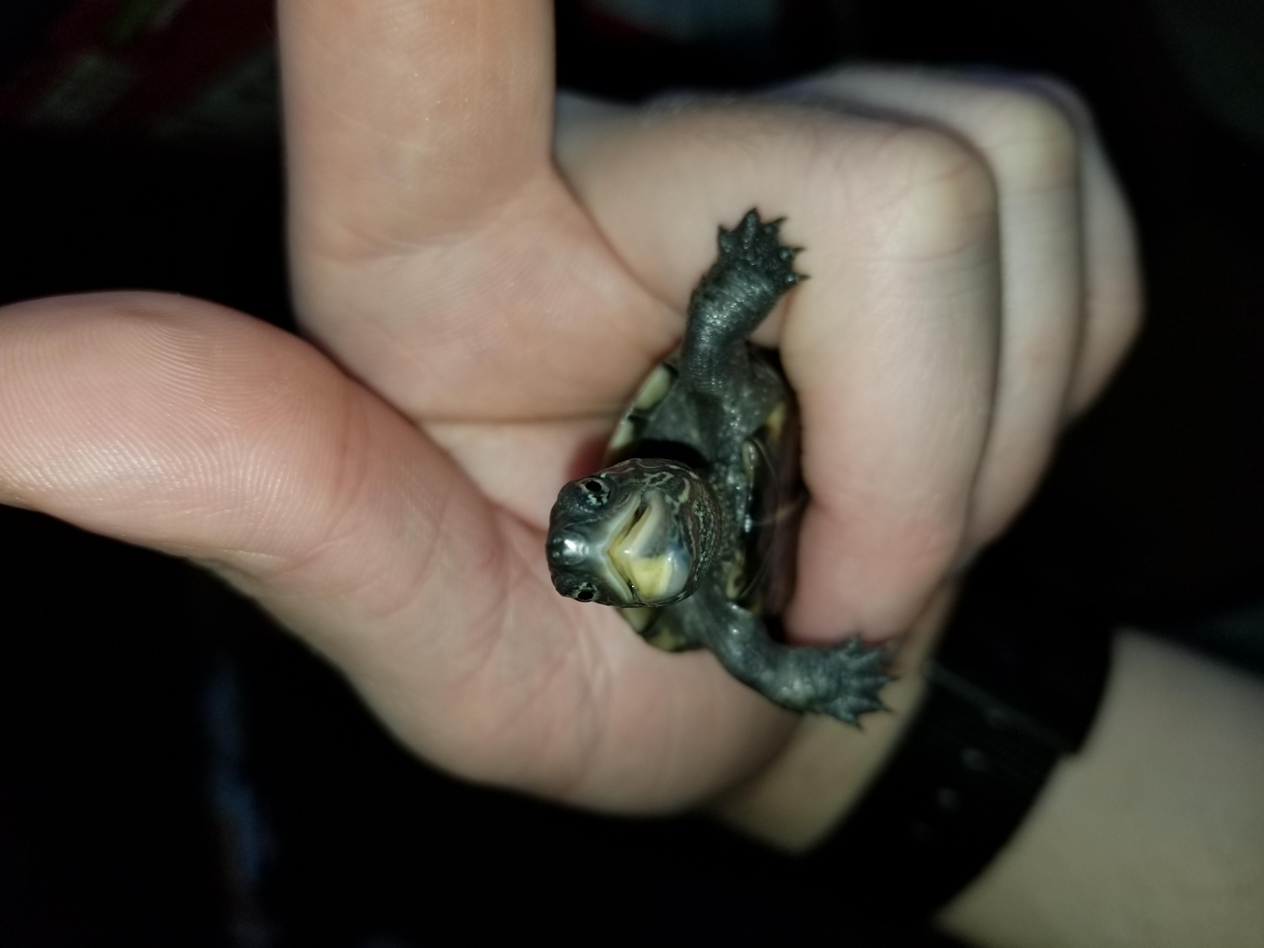 Why is my turtle's beak rotting? Find disease & treatment | Petco